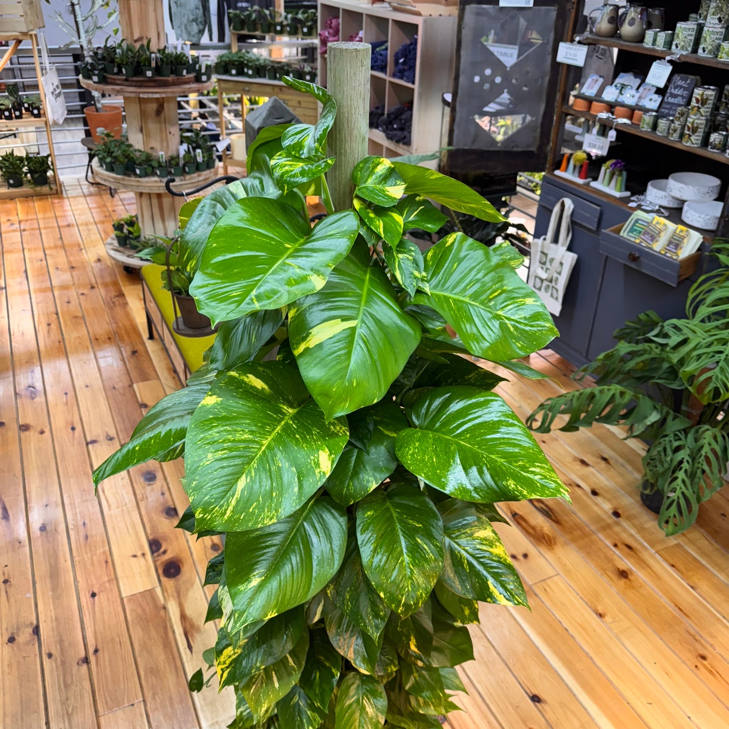 Pothos Golden