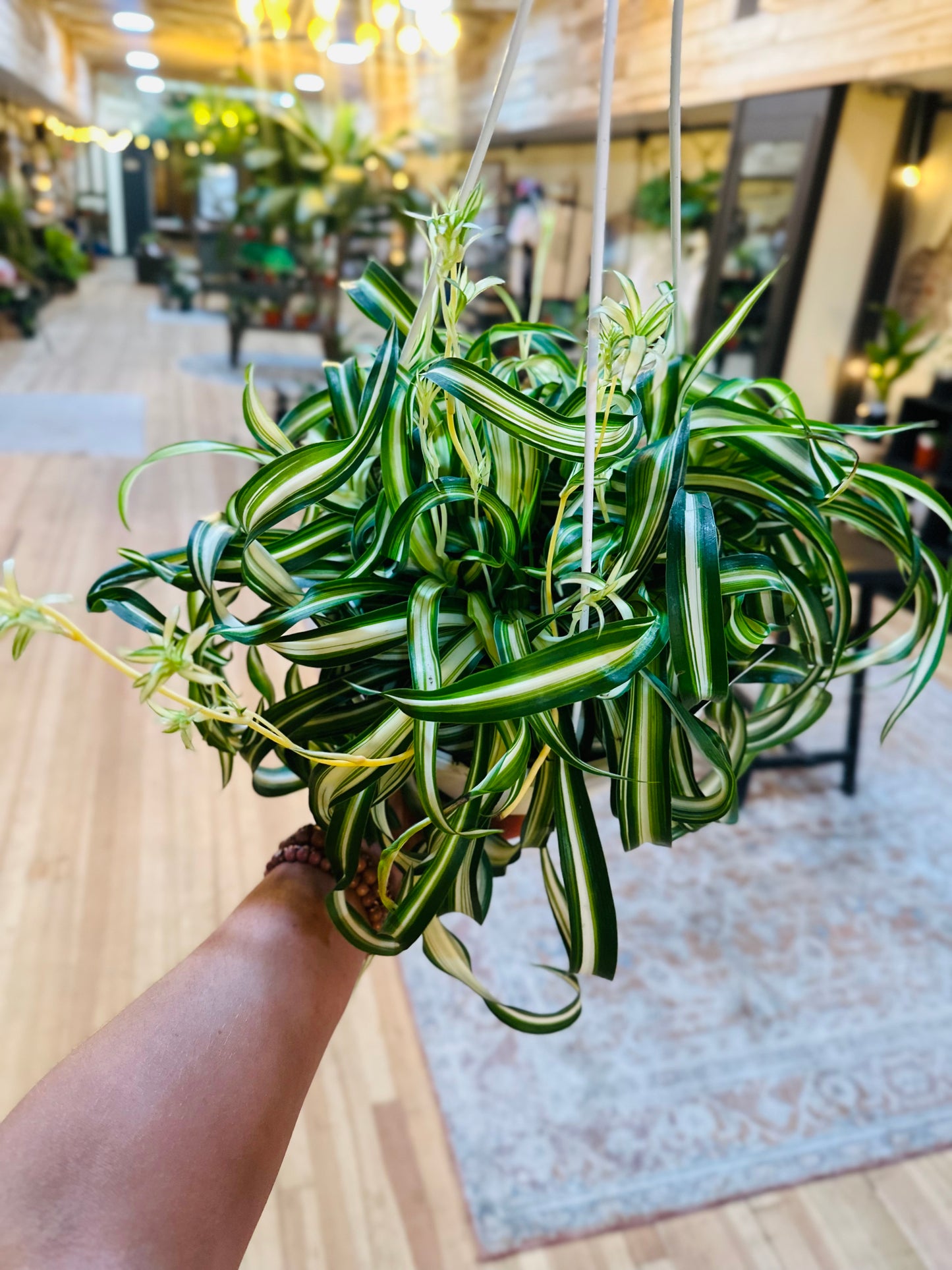 8" Bonnie Spider Plant Basket