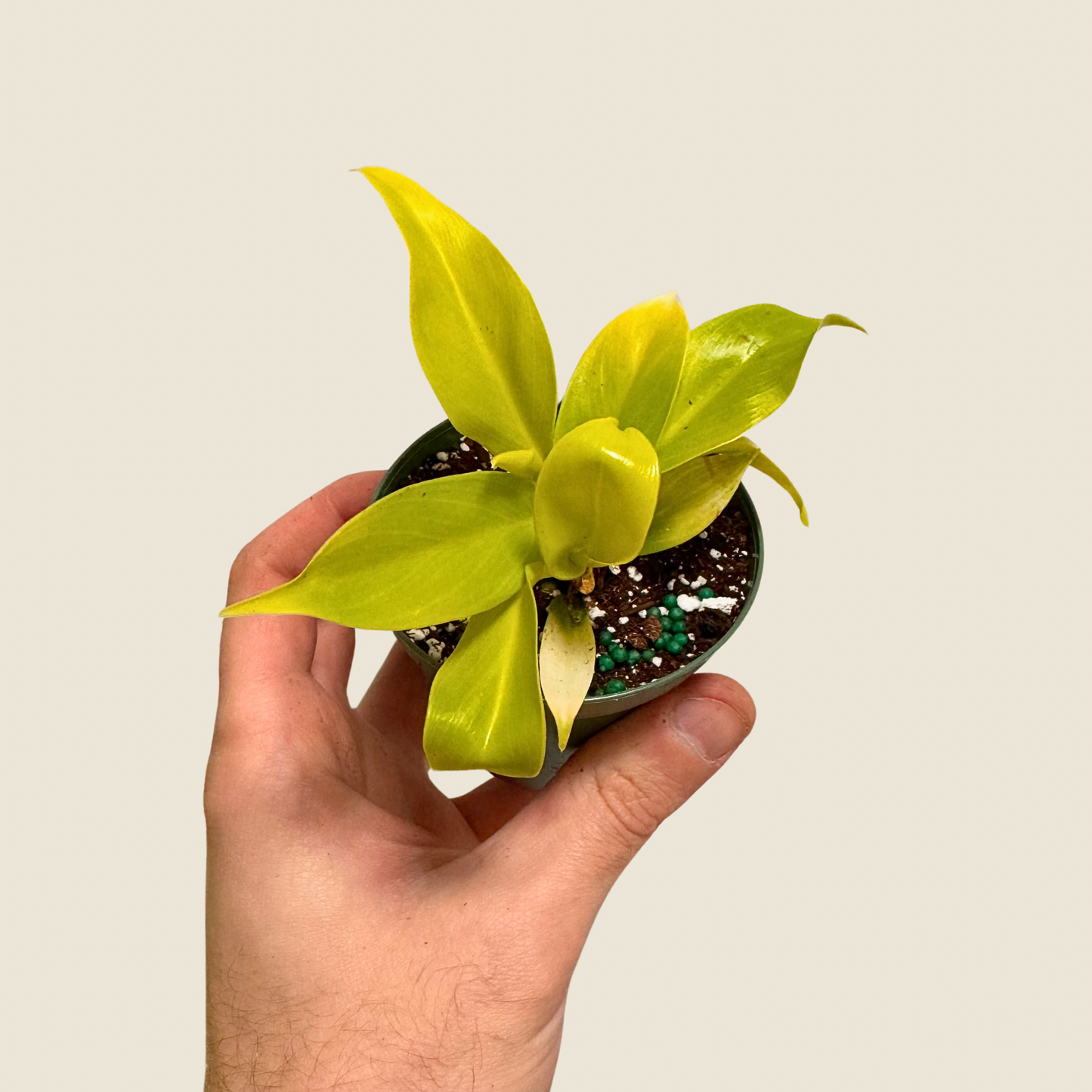 Philodendron Moonlight