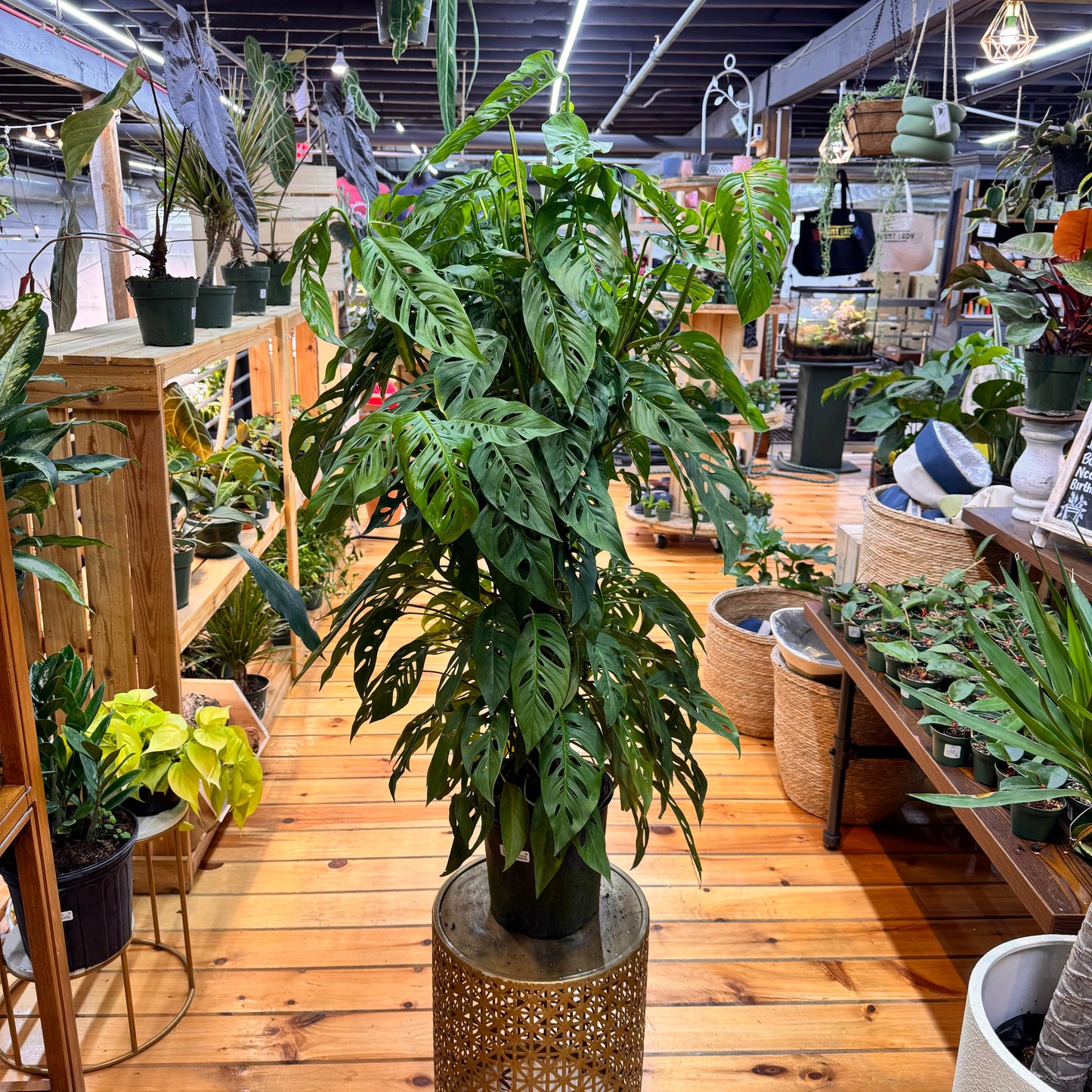 Monstera Swiss Cheese