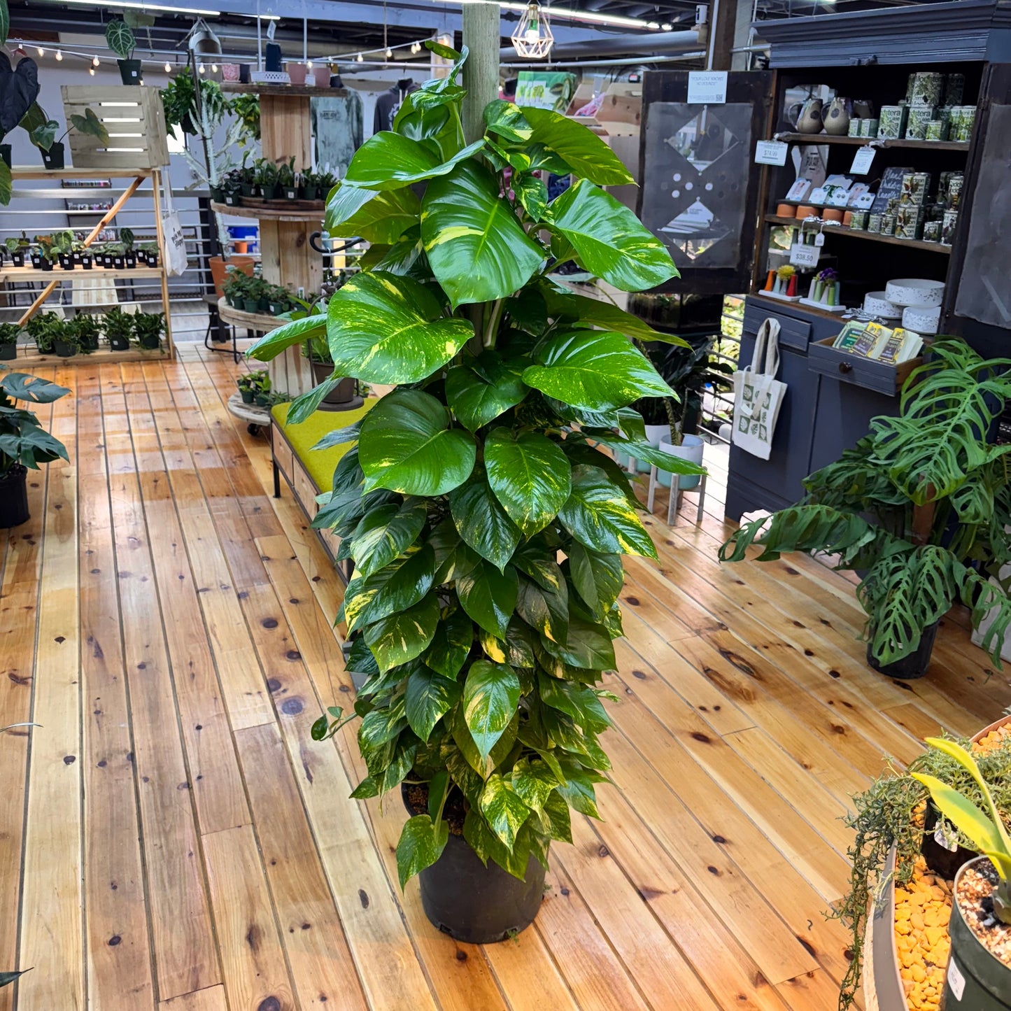 Pothos Golden