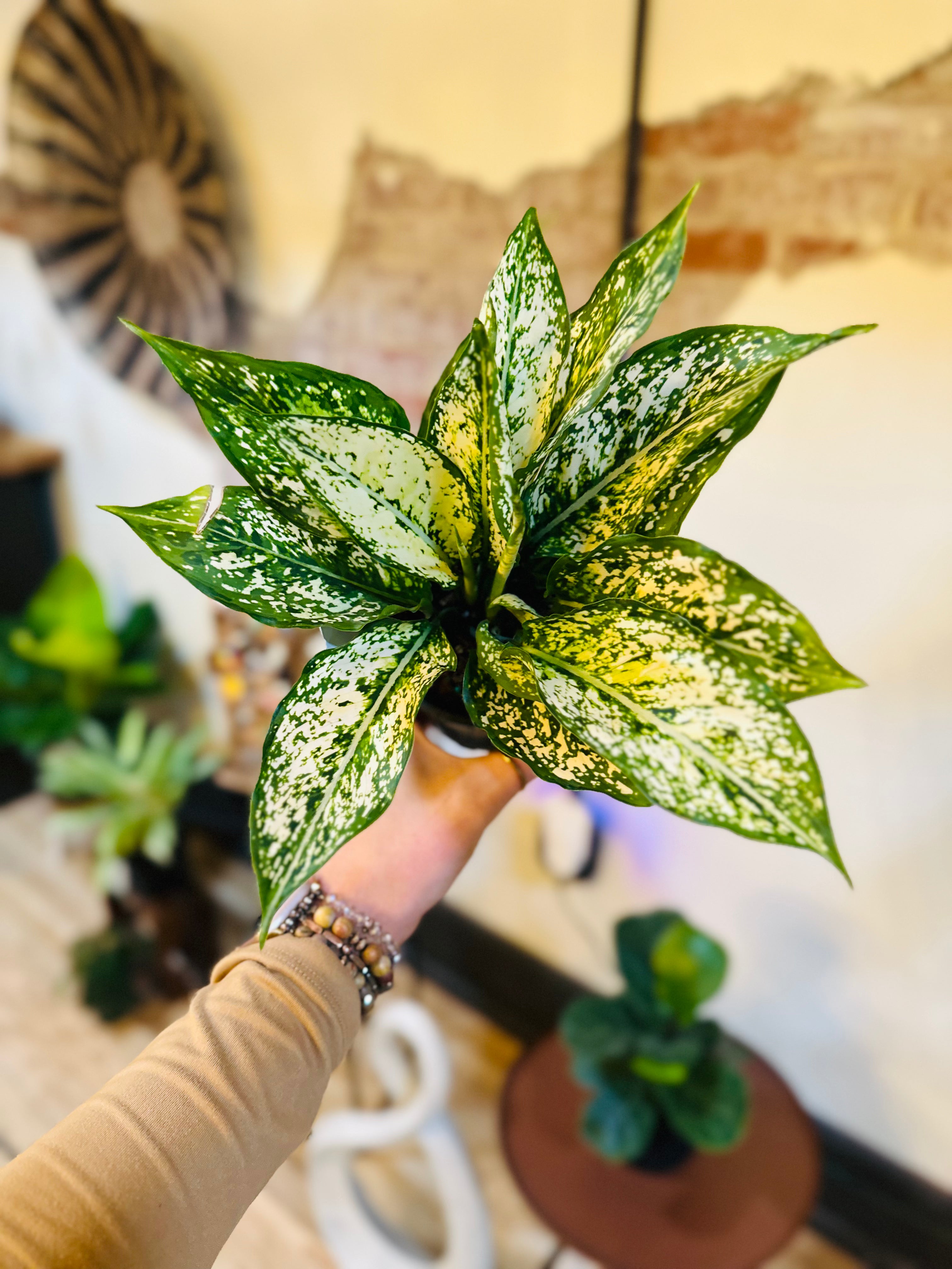 aglaonema siam paragon 5" Aglaonema Spring Snow