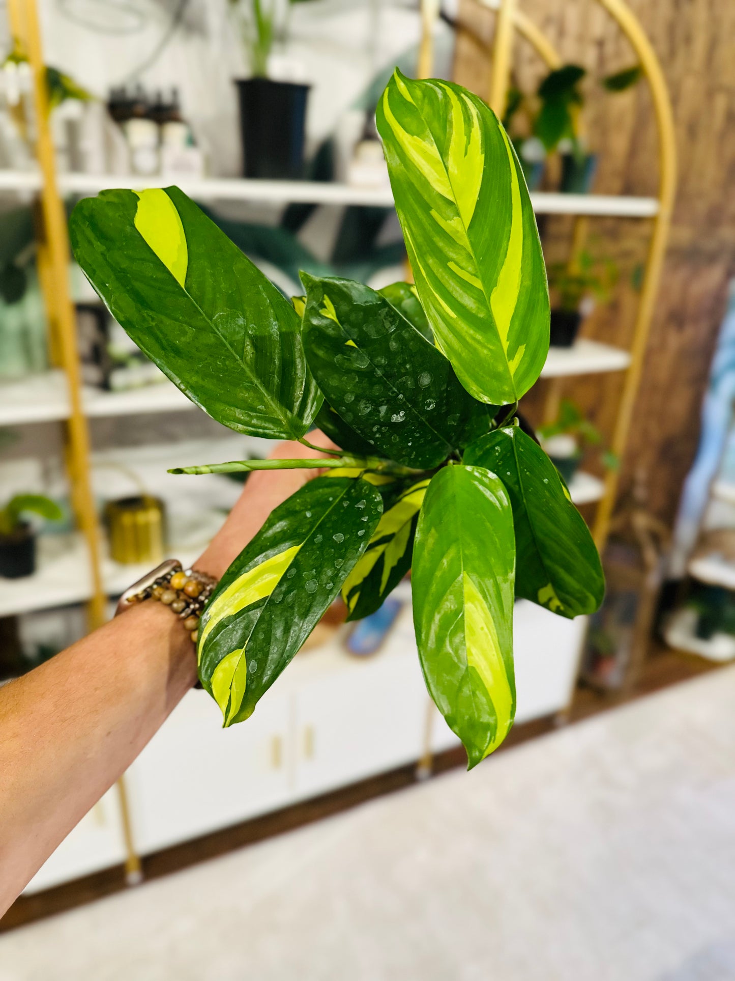 4" Calathea Pilosa