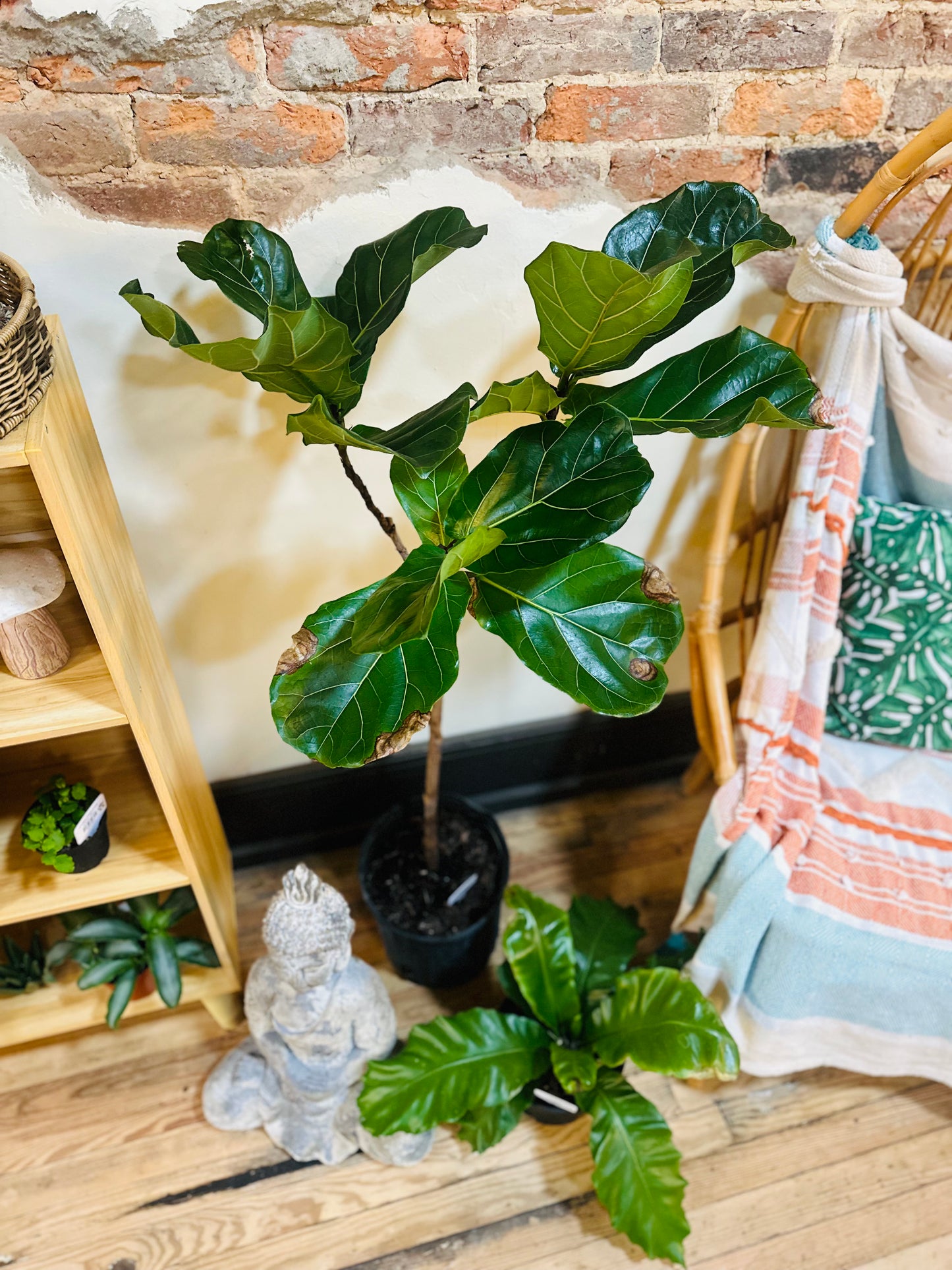 10" Fiddle Leaf Fig
