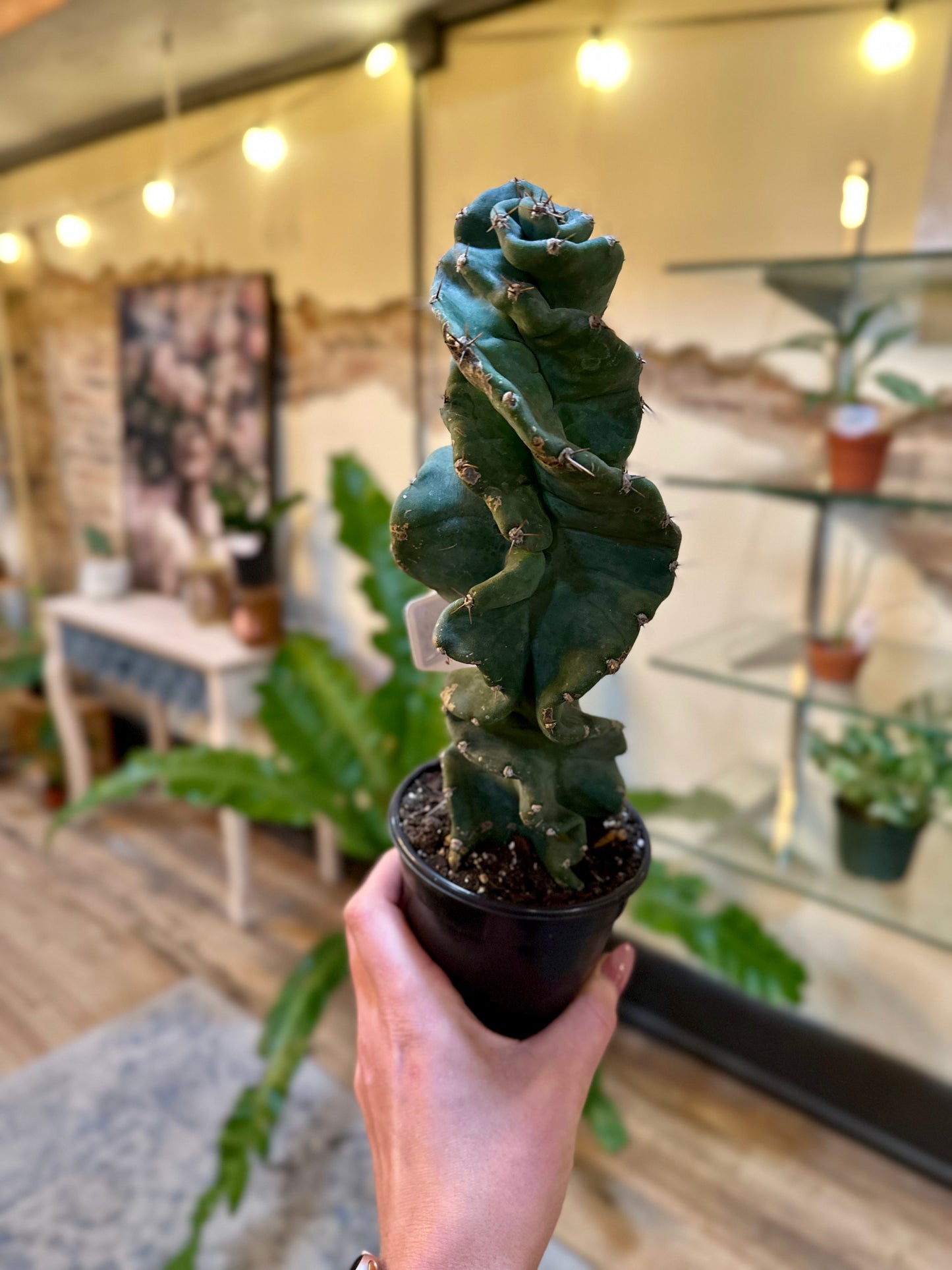 4" Spiral Cactus
