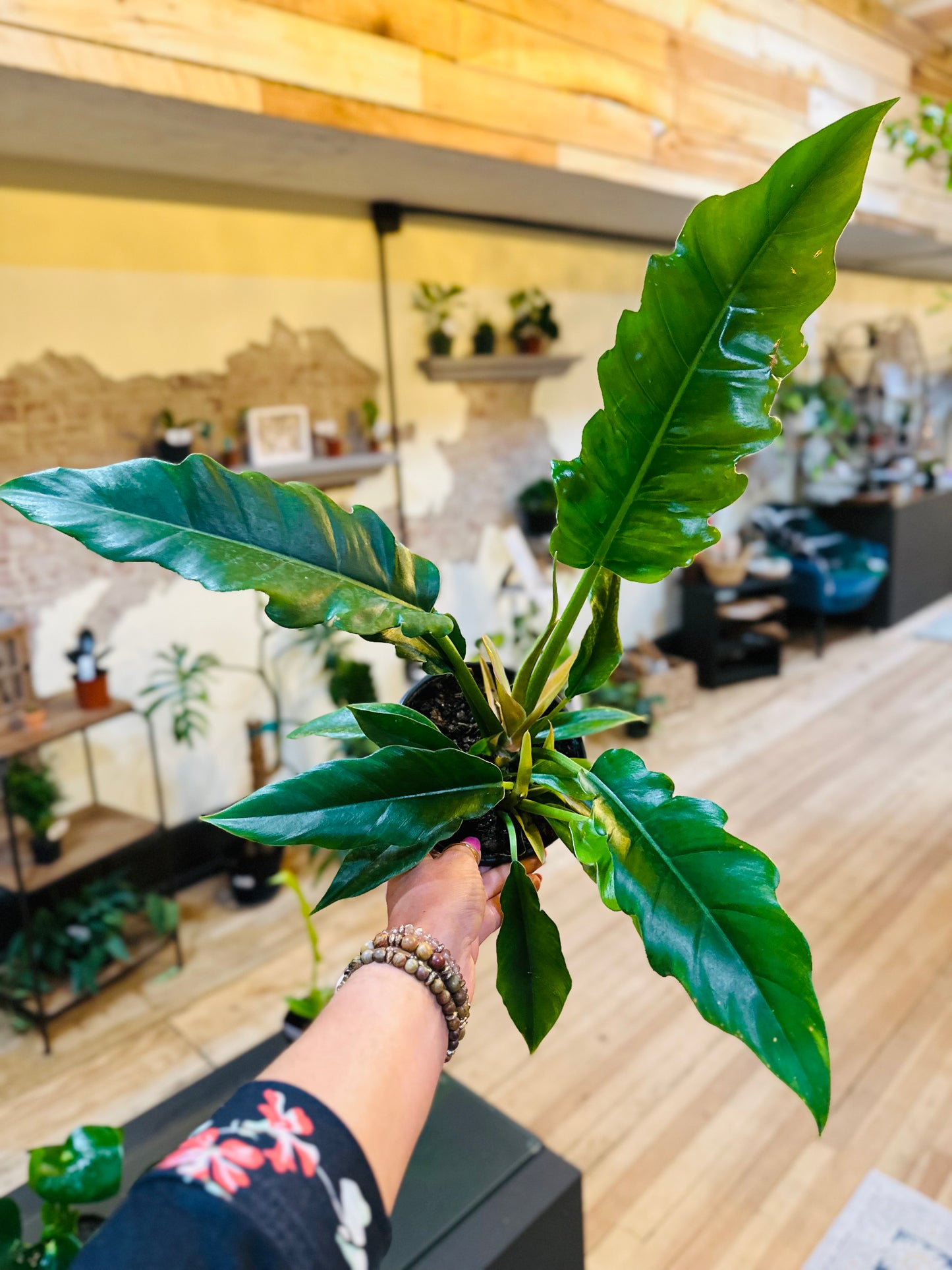 6" Philodendron Narrow Escape
