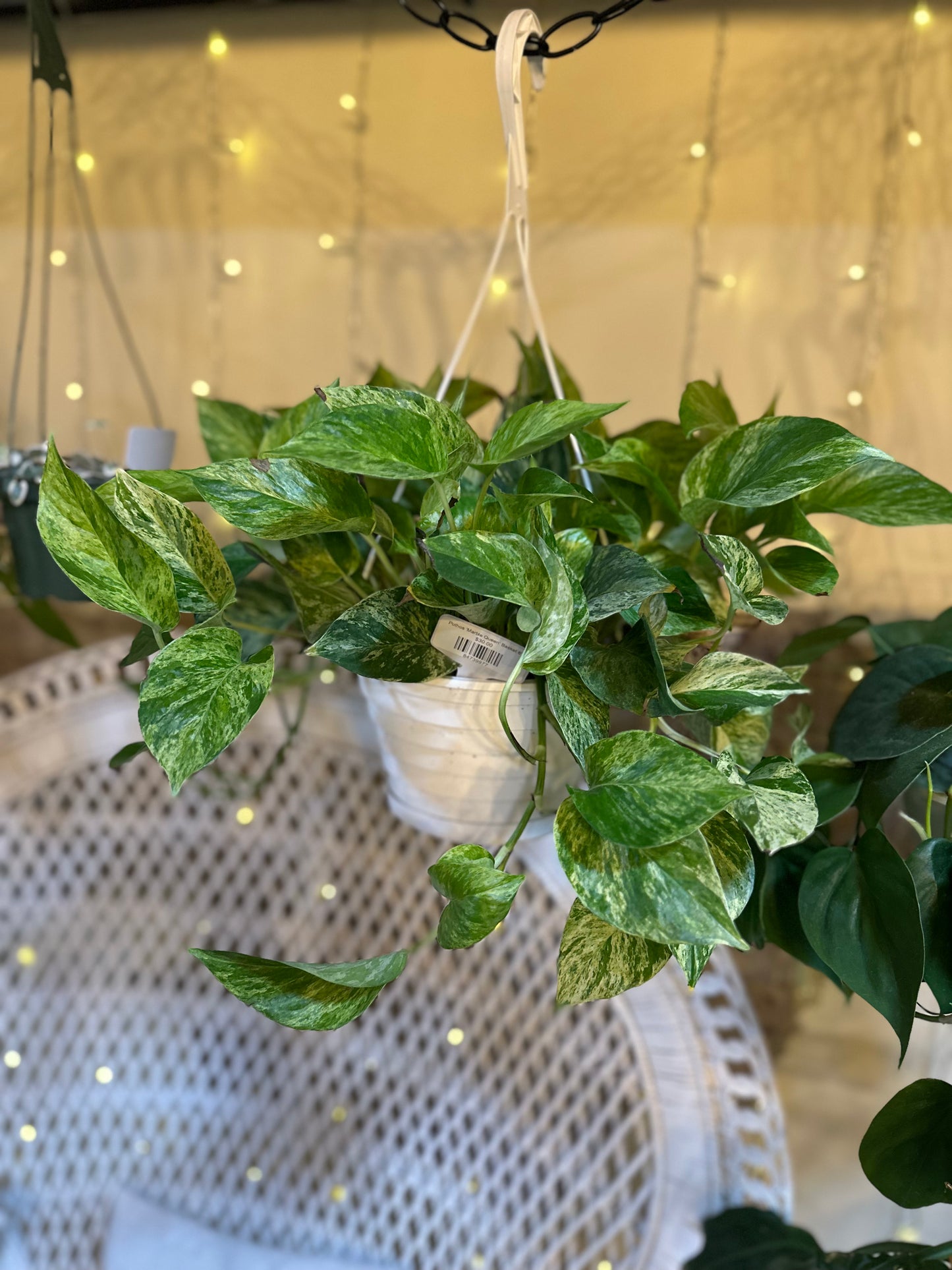8" Marble Queen Pothos Basket