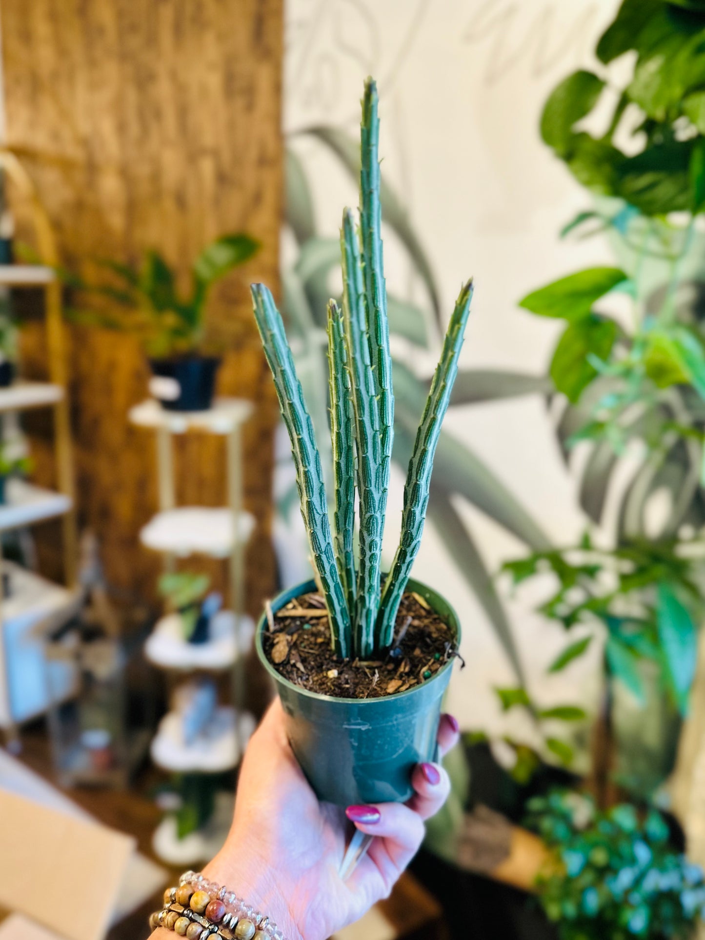 4" Senecio Pickle