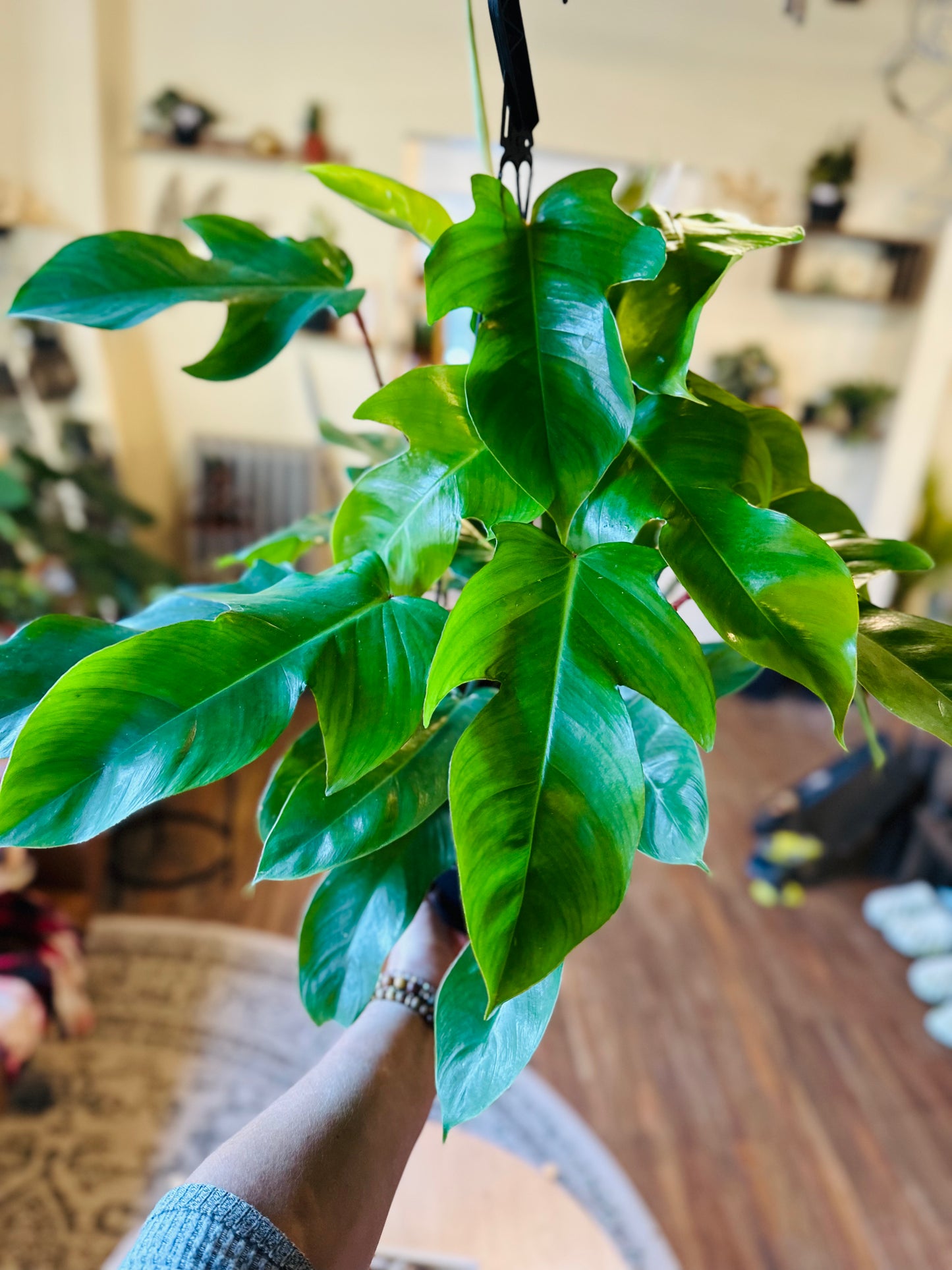 8" Philodendron Squamiferum Basket