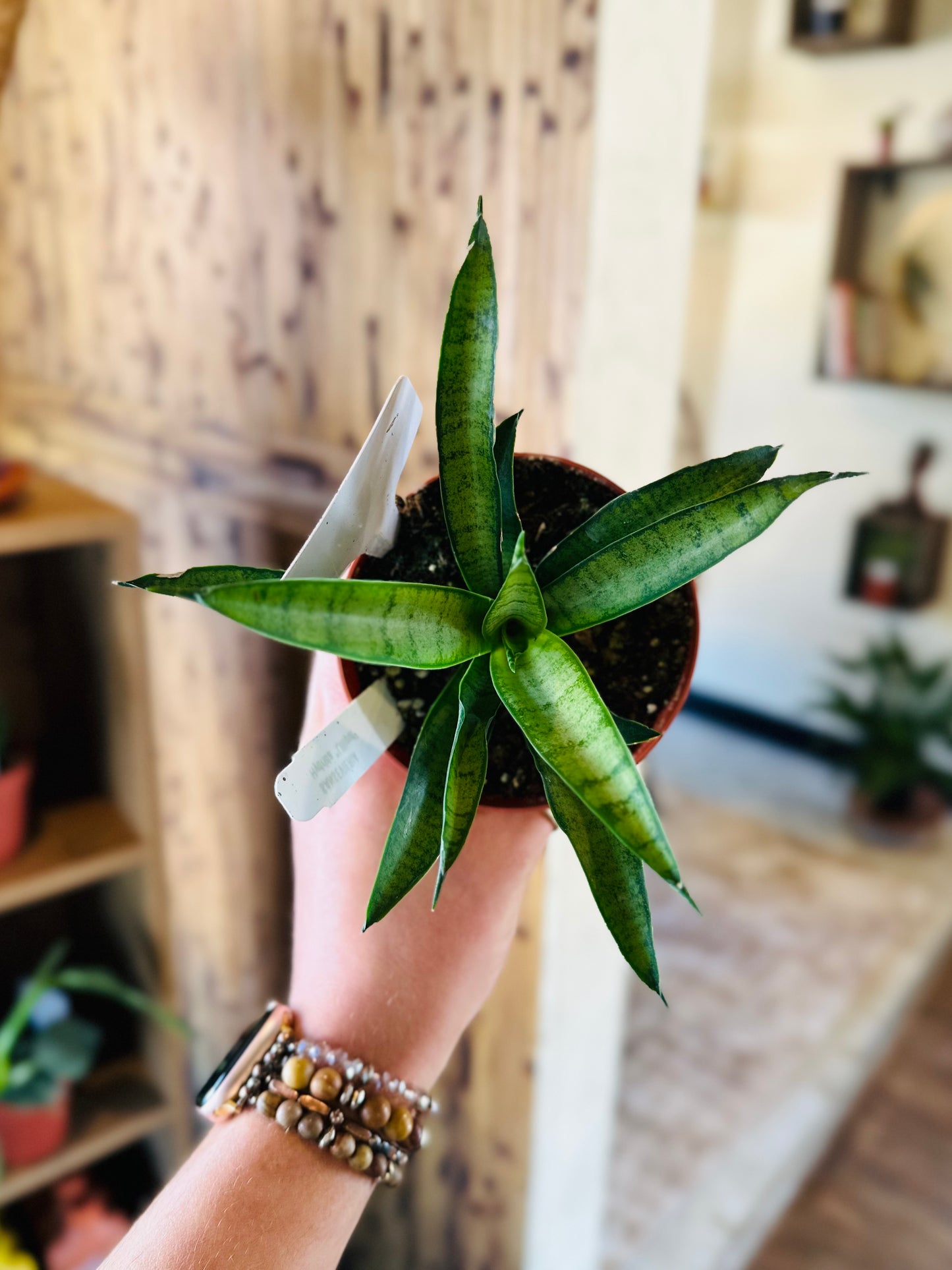 4" Asian Liliput Snake Plant