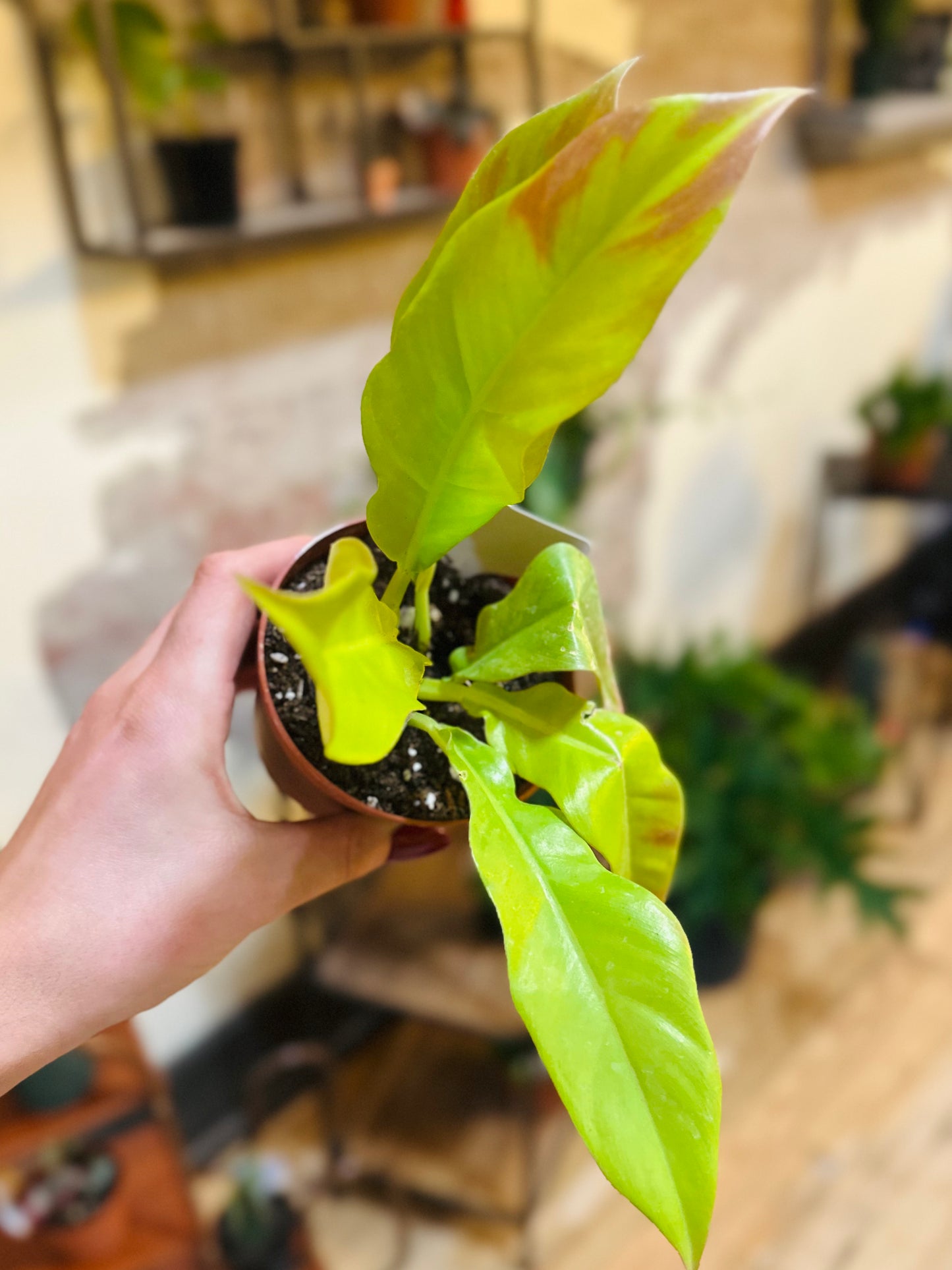 4" Philodendron 'Golden Crocodile'
