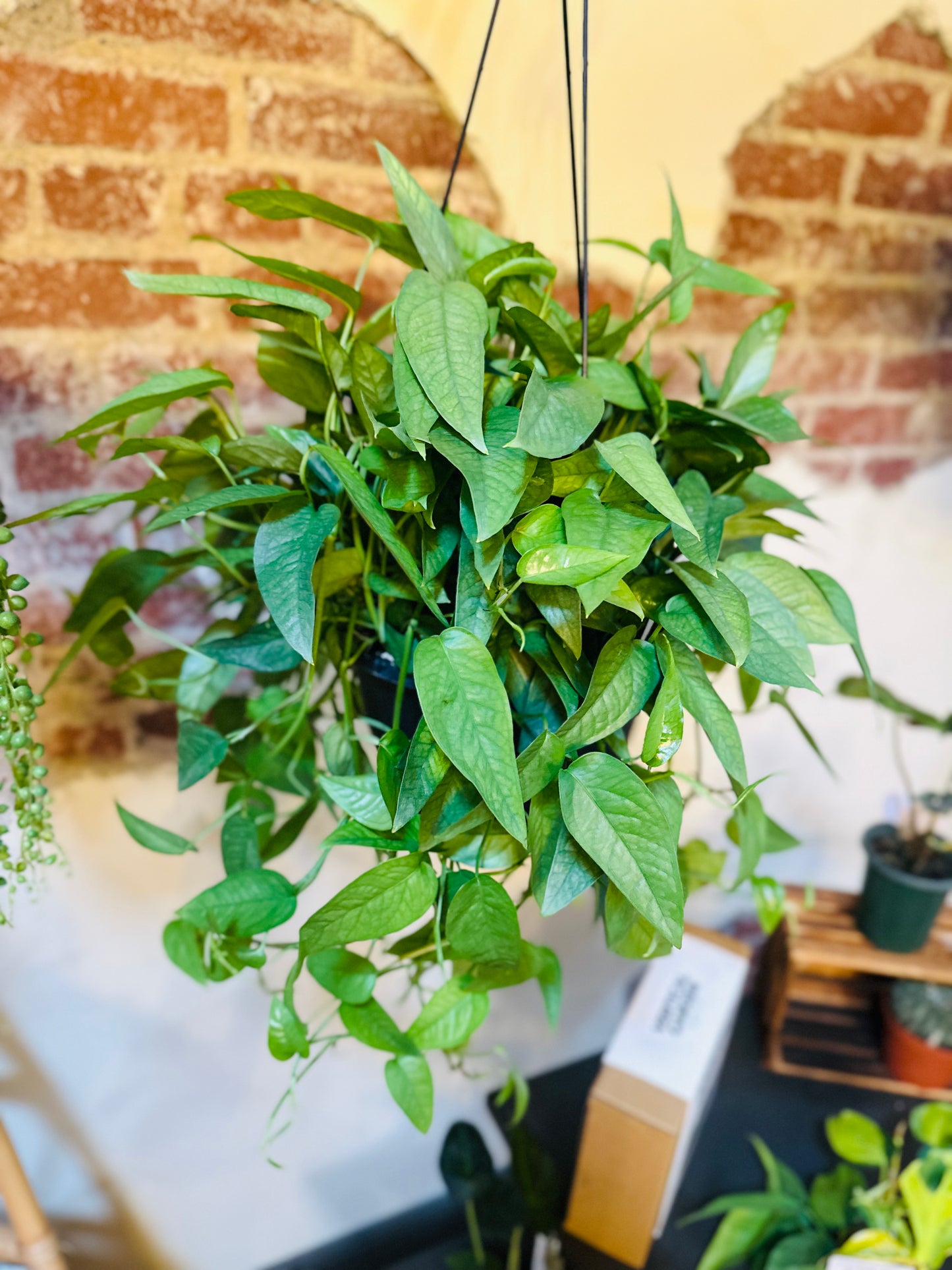 8" Pothos Cebu Blue Basket