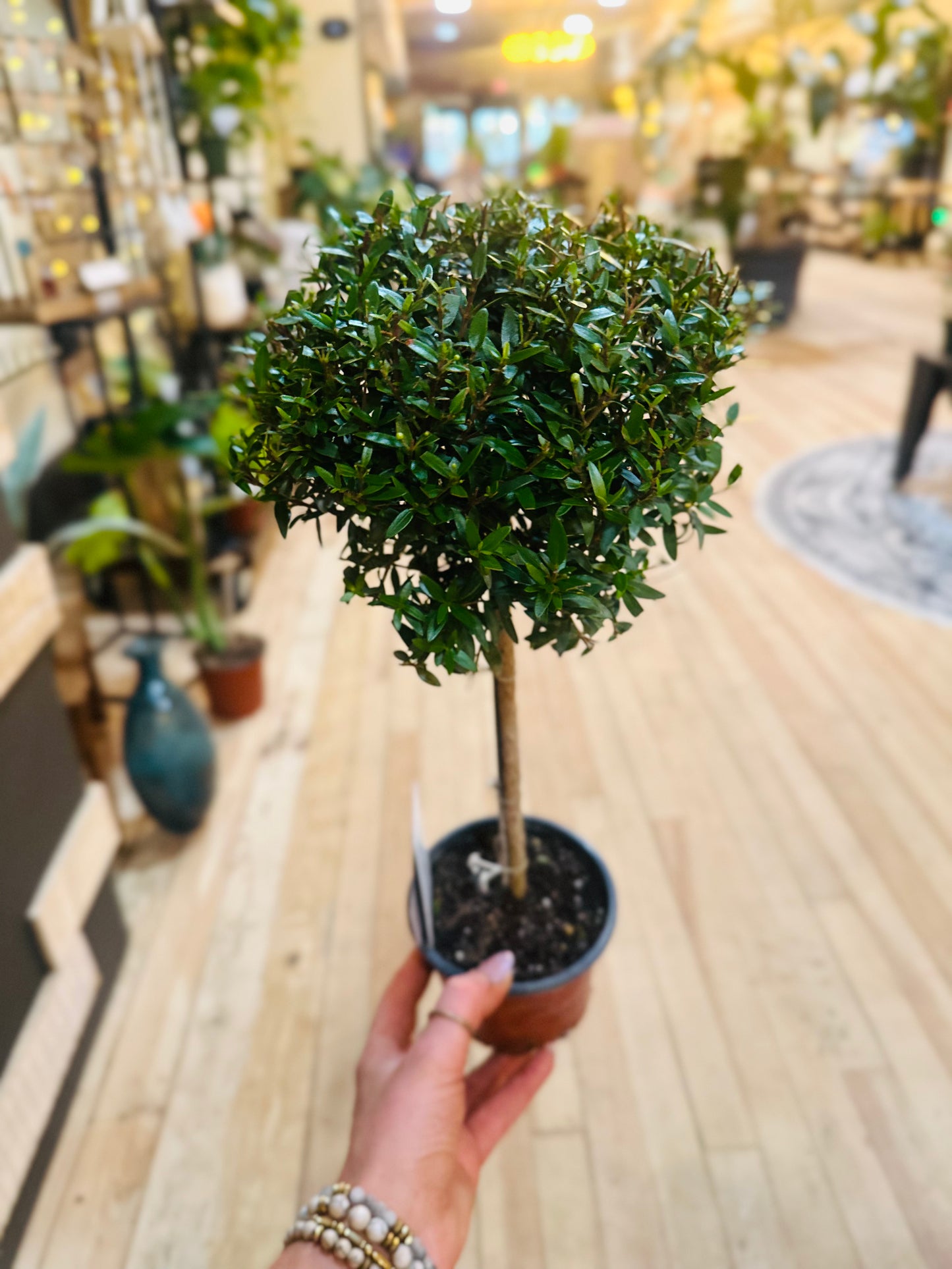 4" Myrtle Topiary