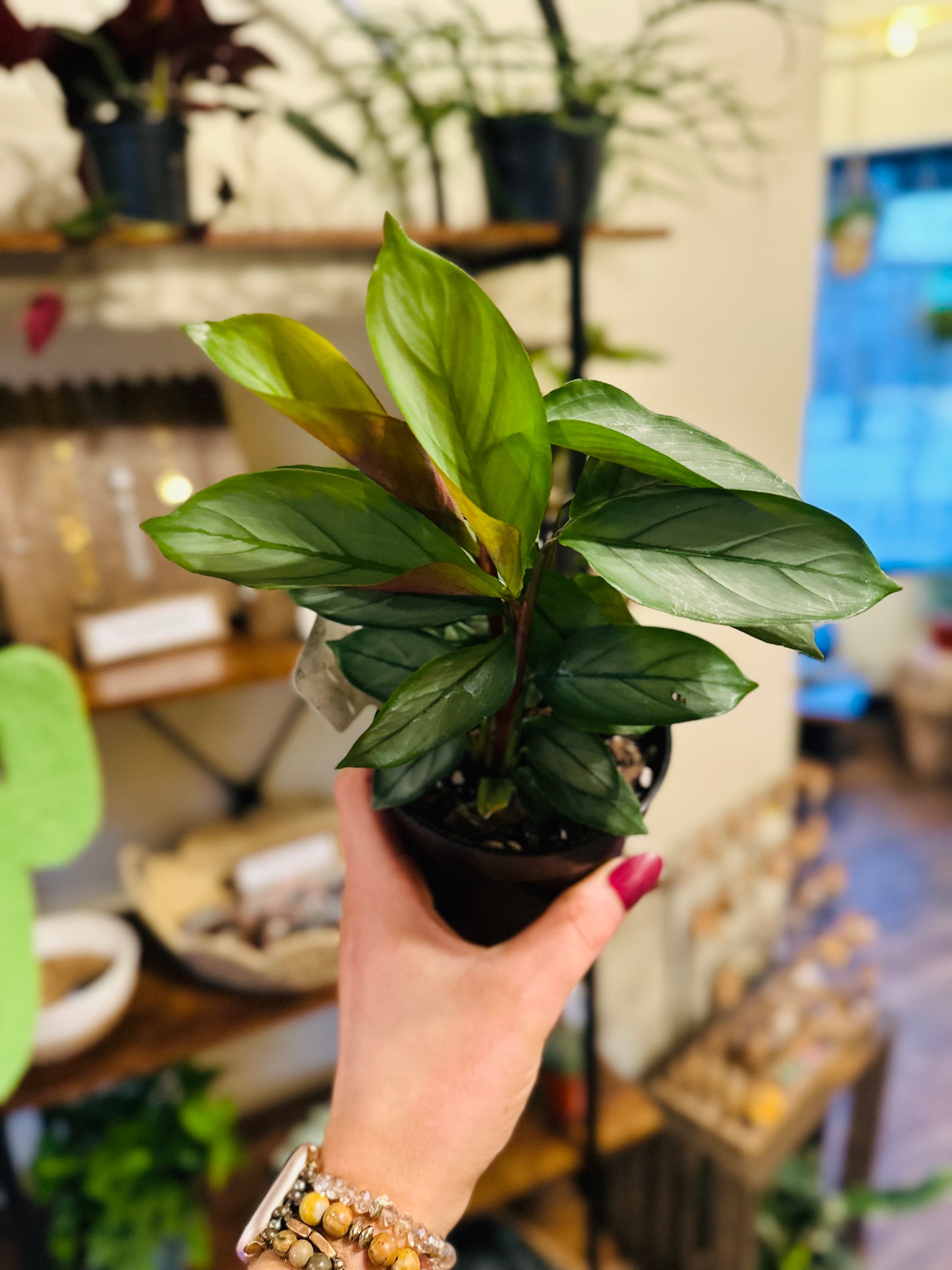 4" Calathea Silver Star