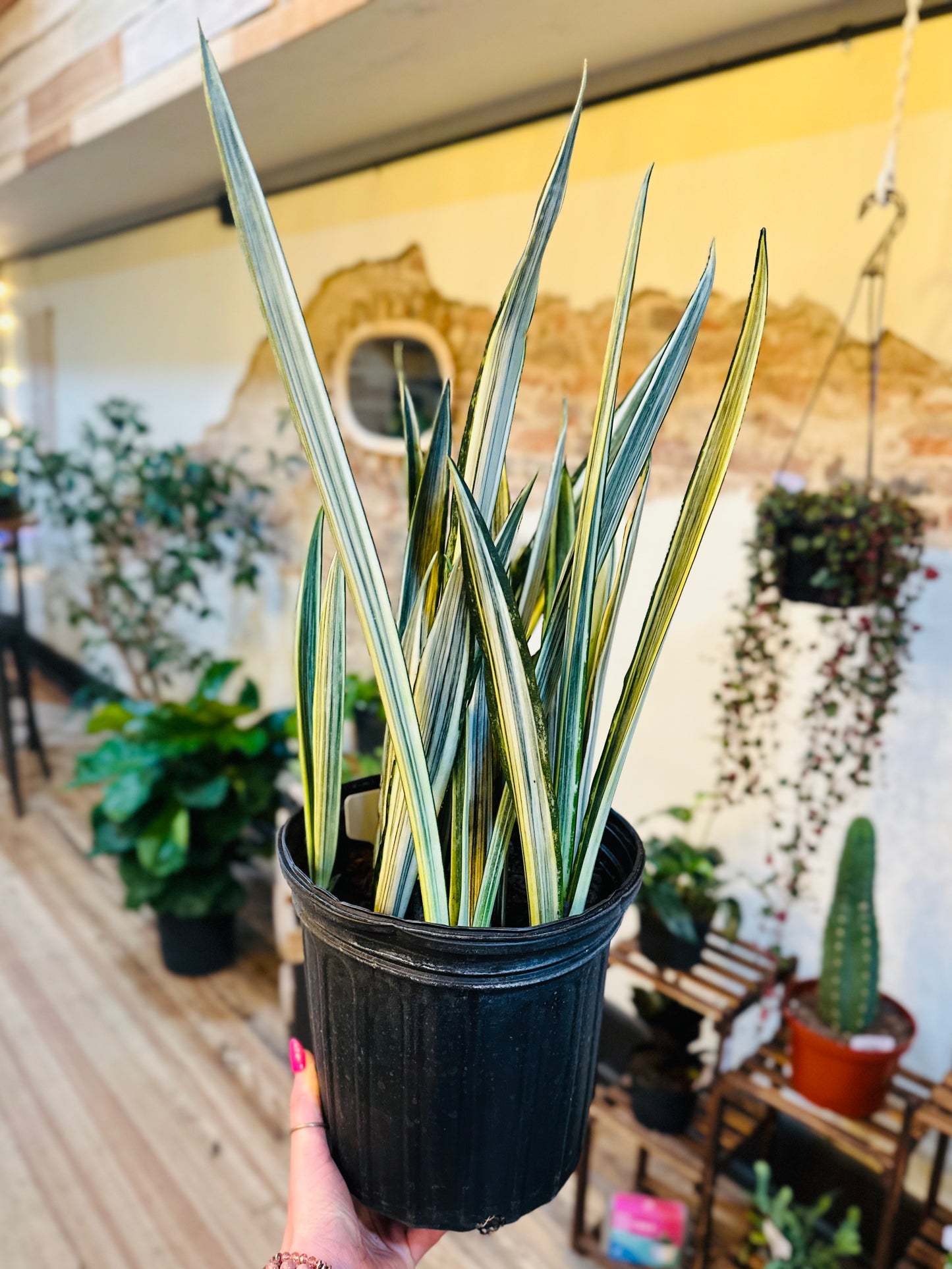 8" Bantel's Sensation Snake Plant