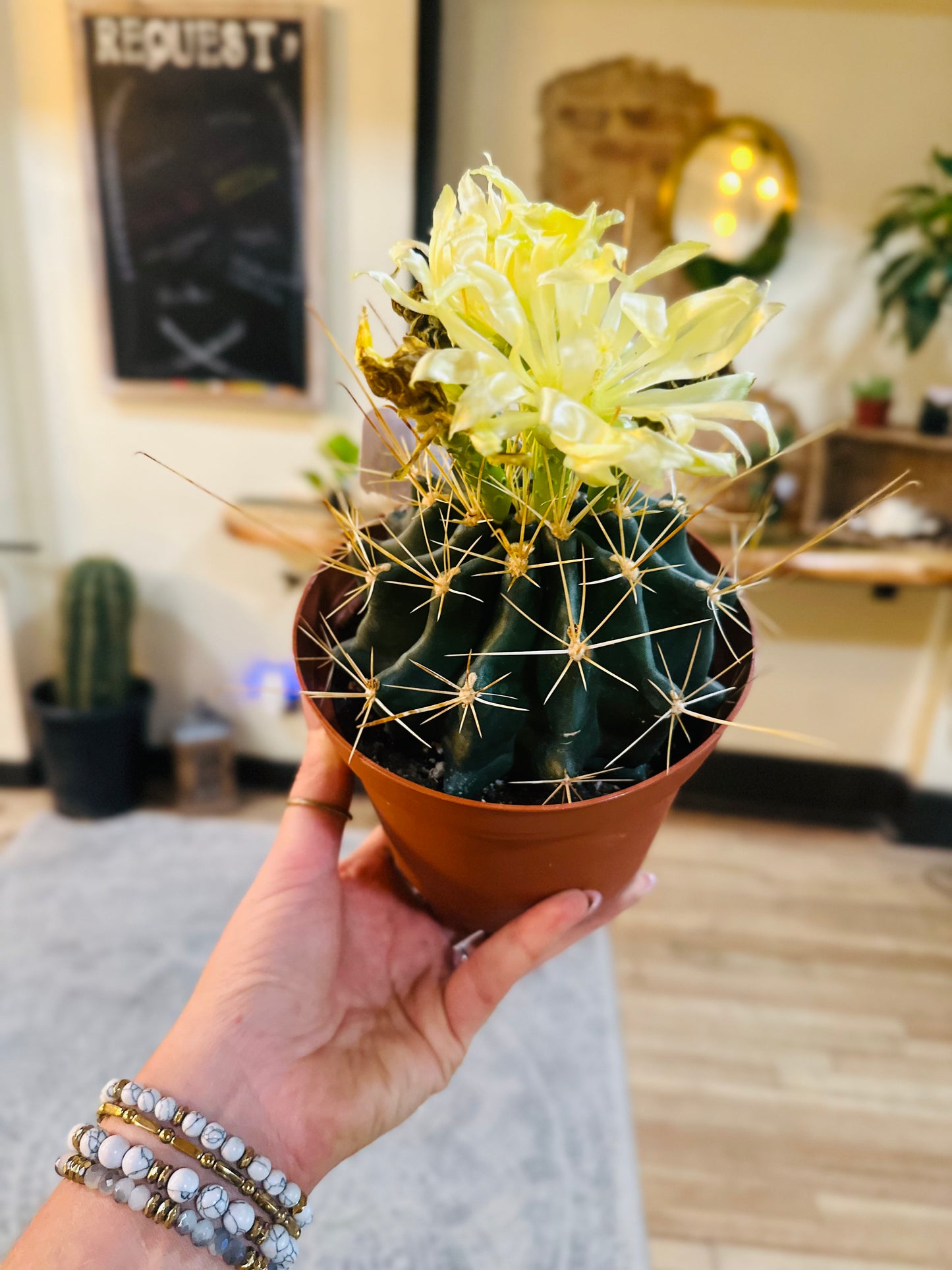 6" Cactus Asst