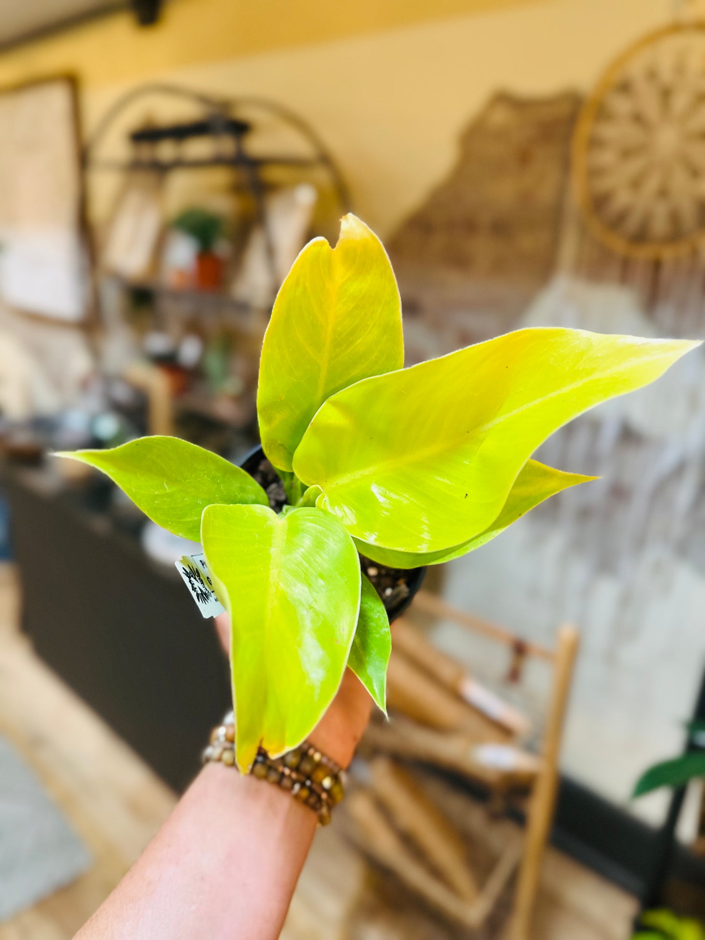 4" Philodendron Imperial Golden