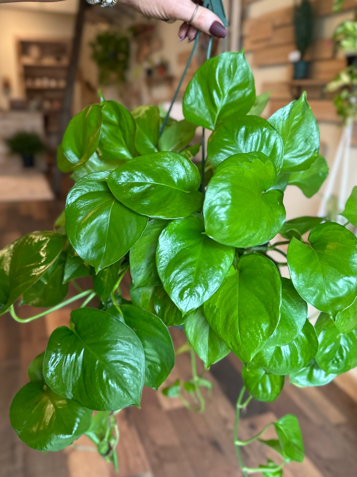 8" Lemon Top Pothos Basket