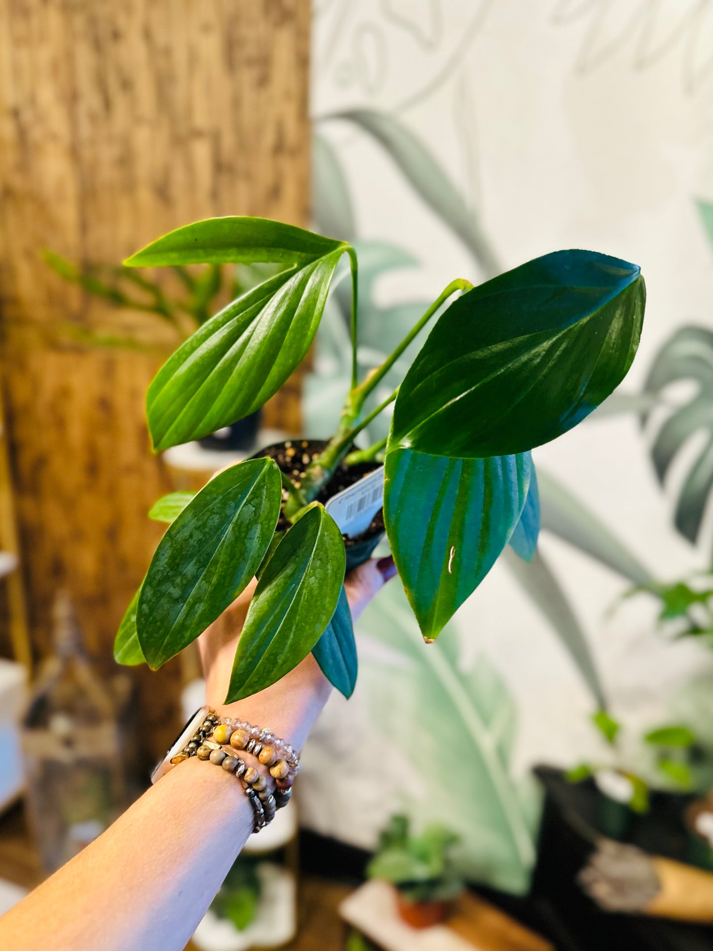 4" Rhaphidophora Decursiva