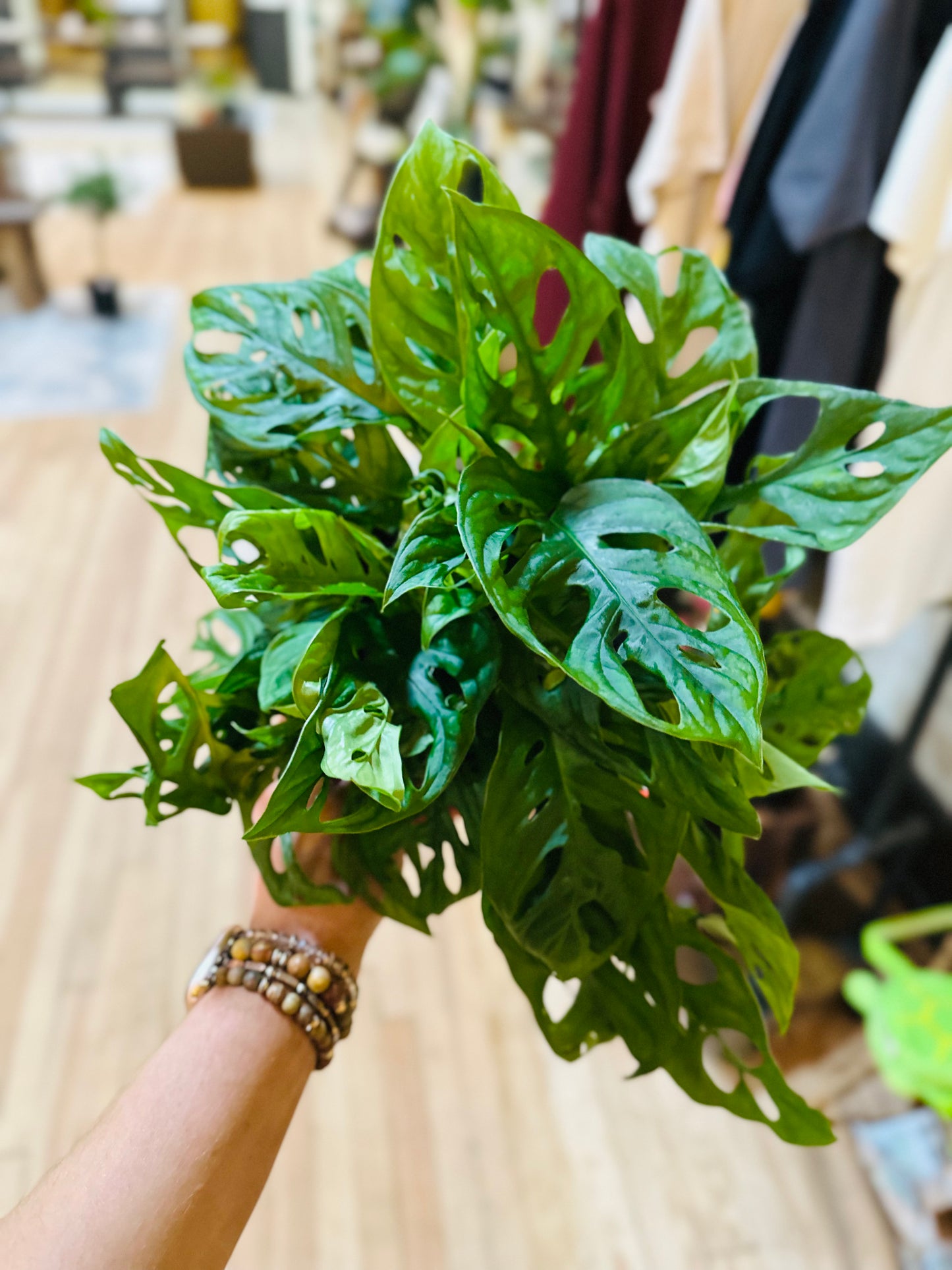 6" Monstera Adansonii