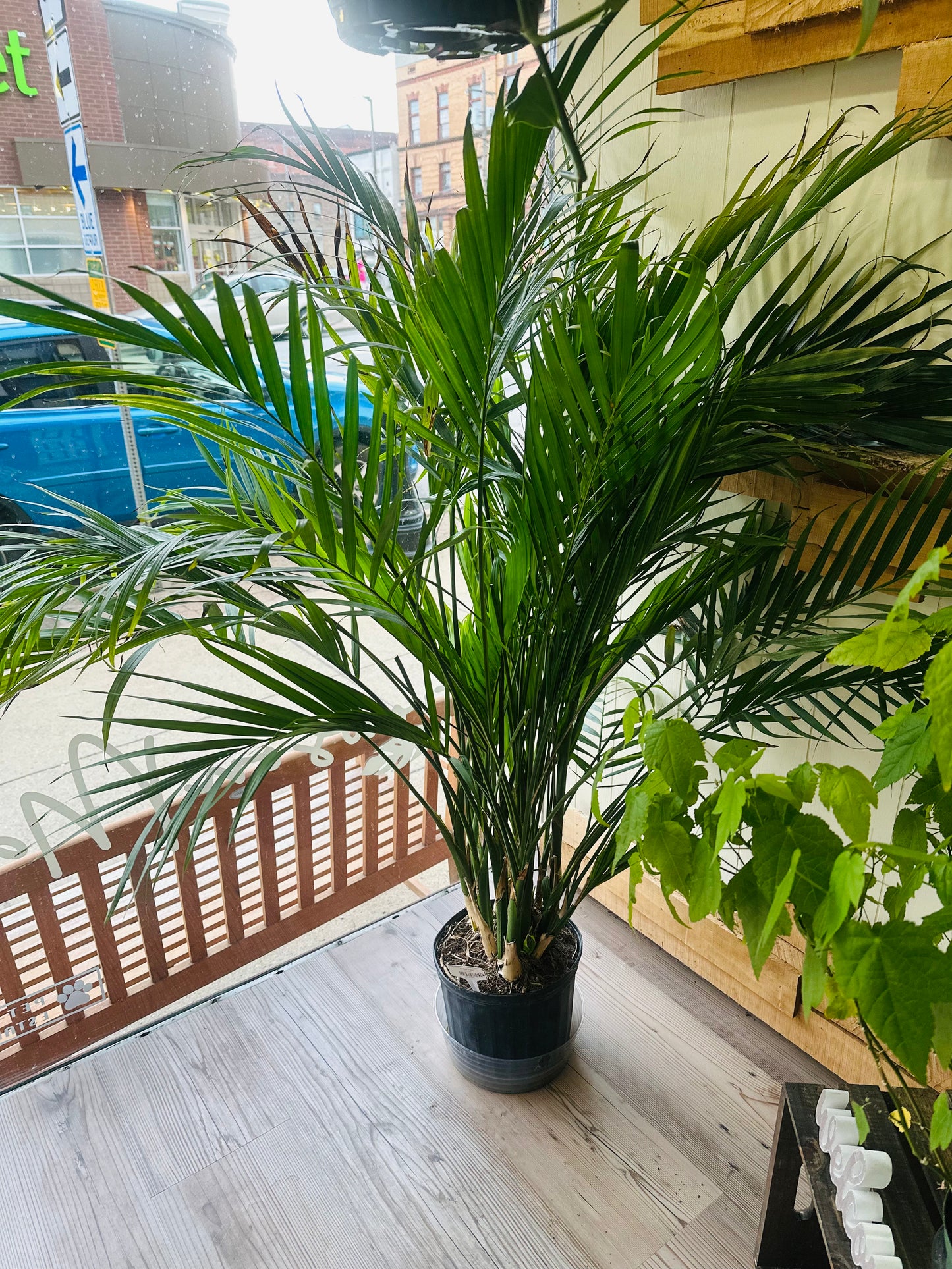 8" Cat Palm
