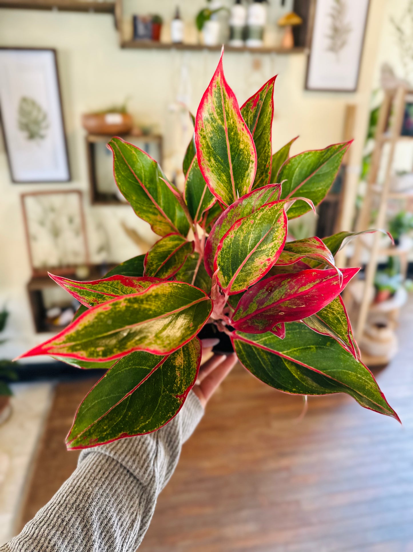 5" Aglaonema Siam Red