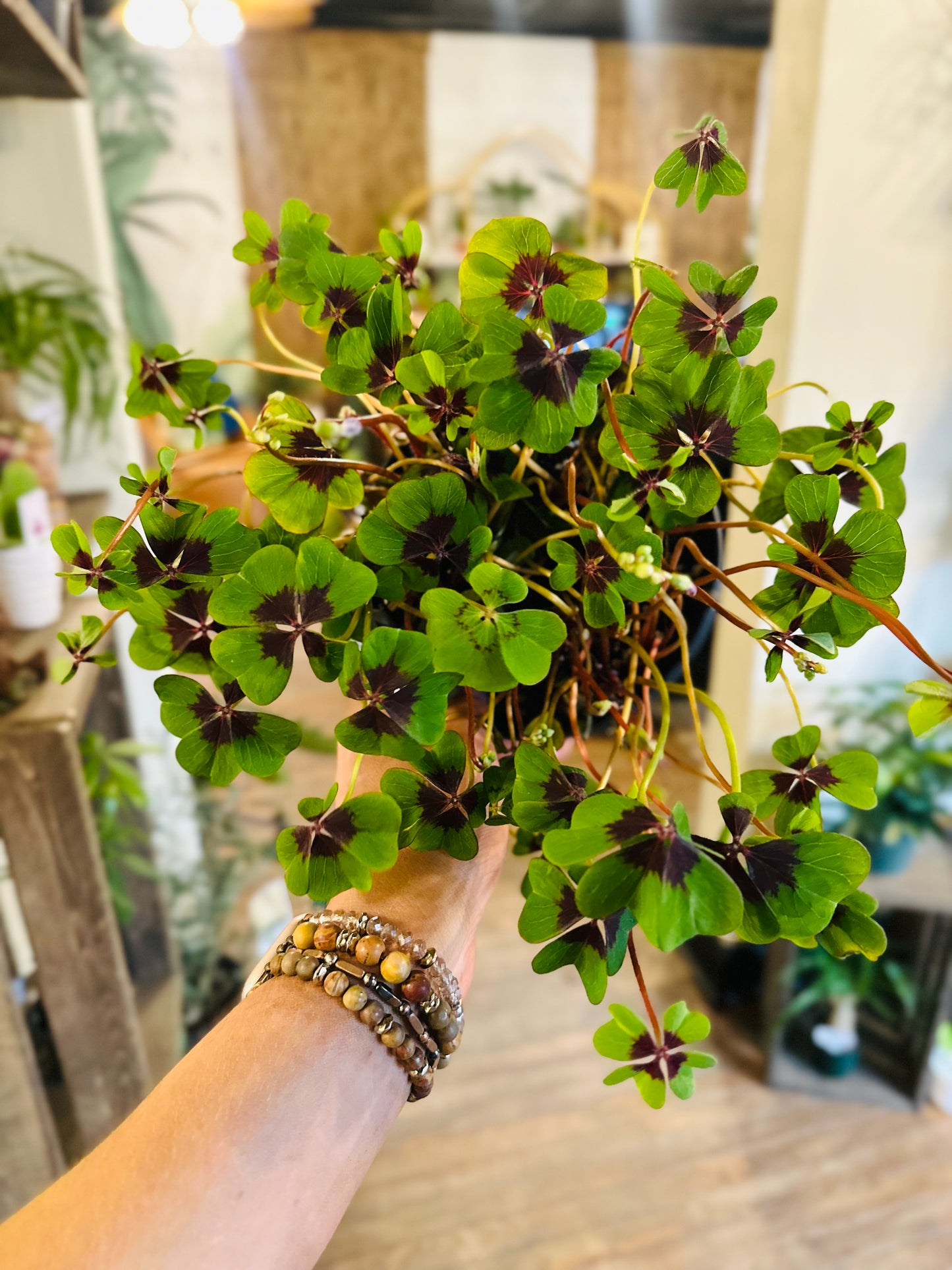 6" Oxalis Iron Cross