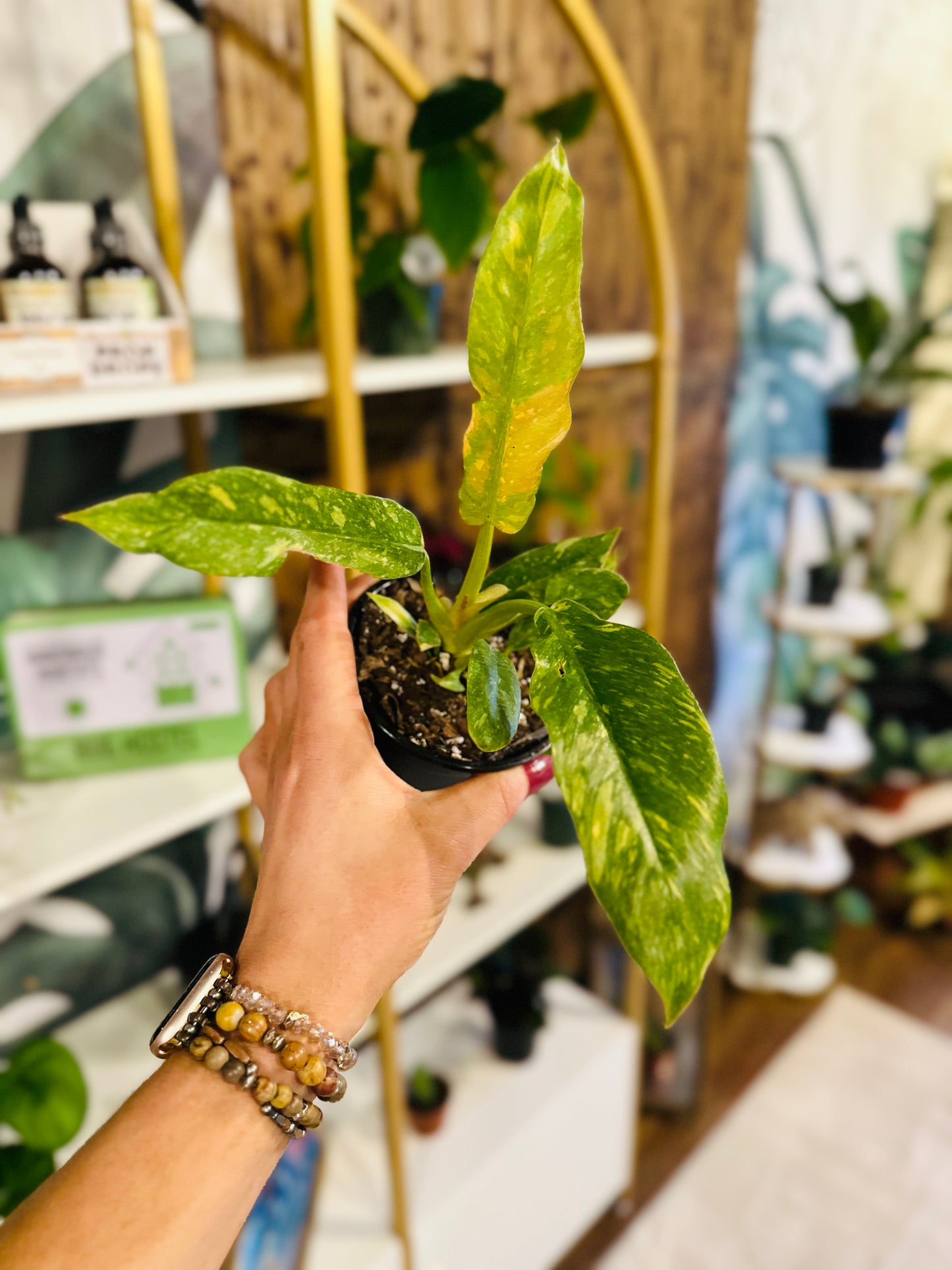 4" Philodendron Ring of Fire