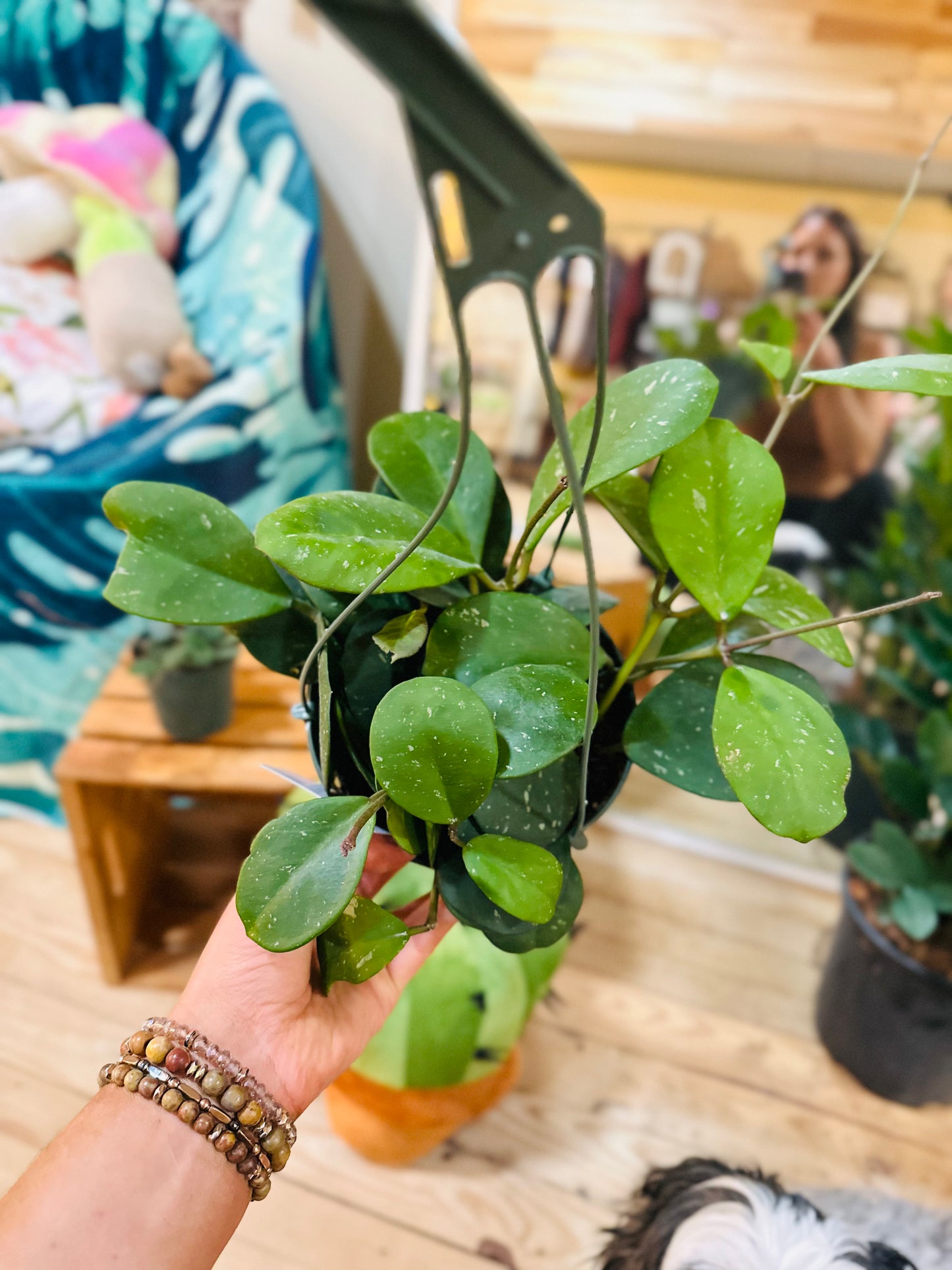 6" Hoya Obovata Basket