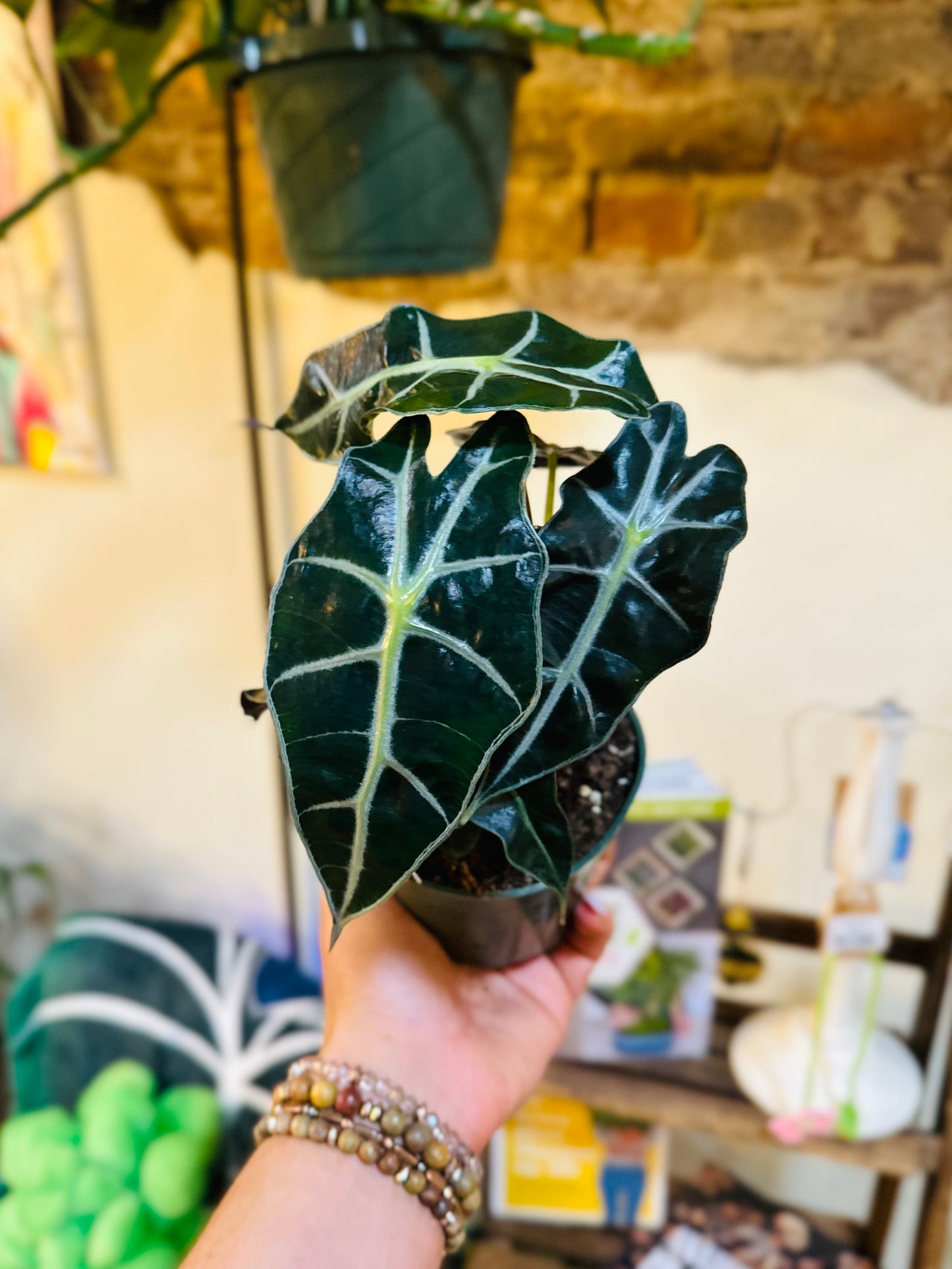 4" Alocasia Polly