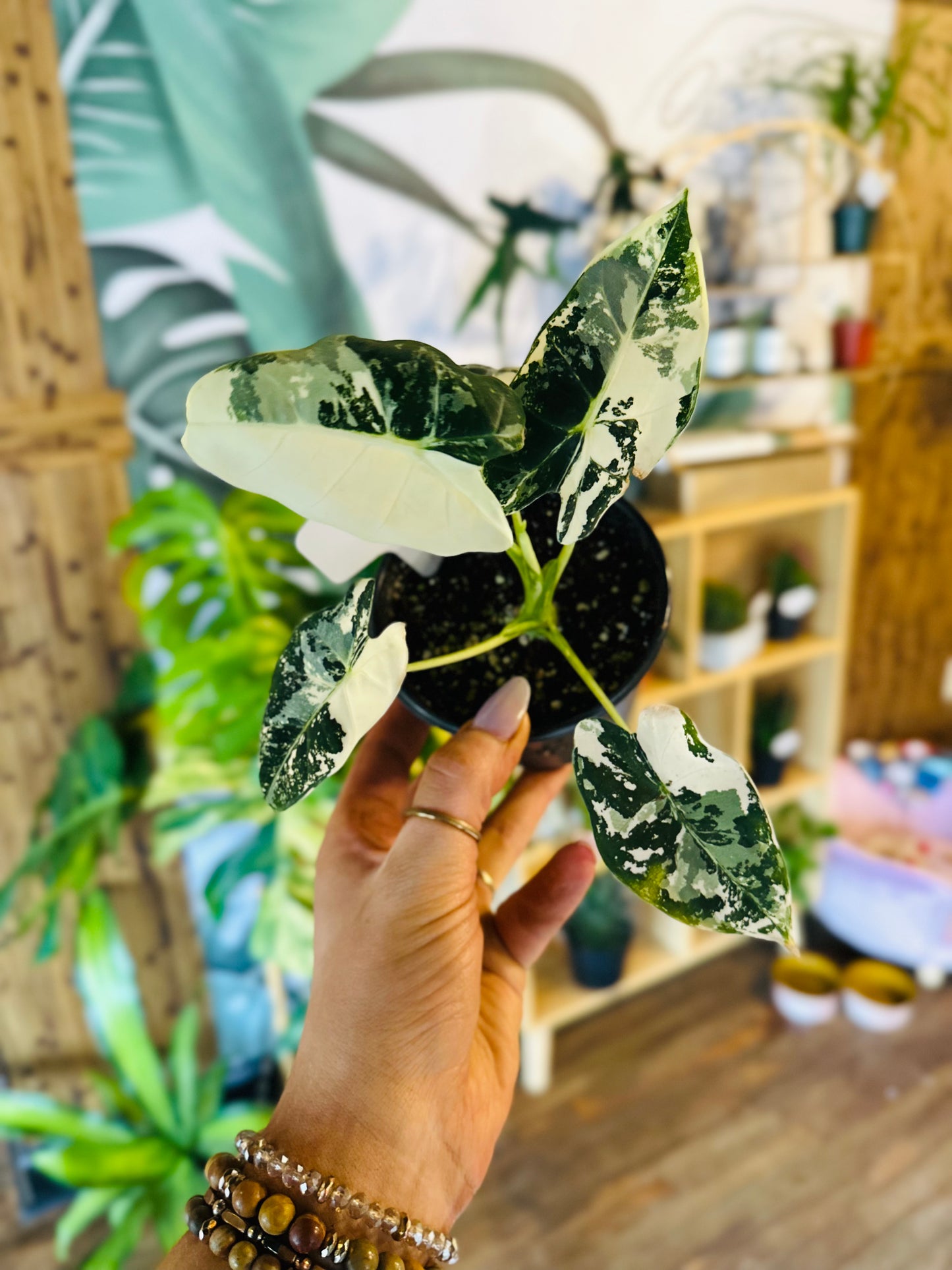 4" Alocasia Frydek Variegated