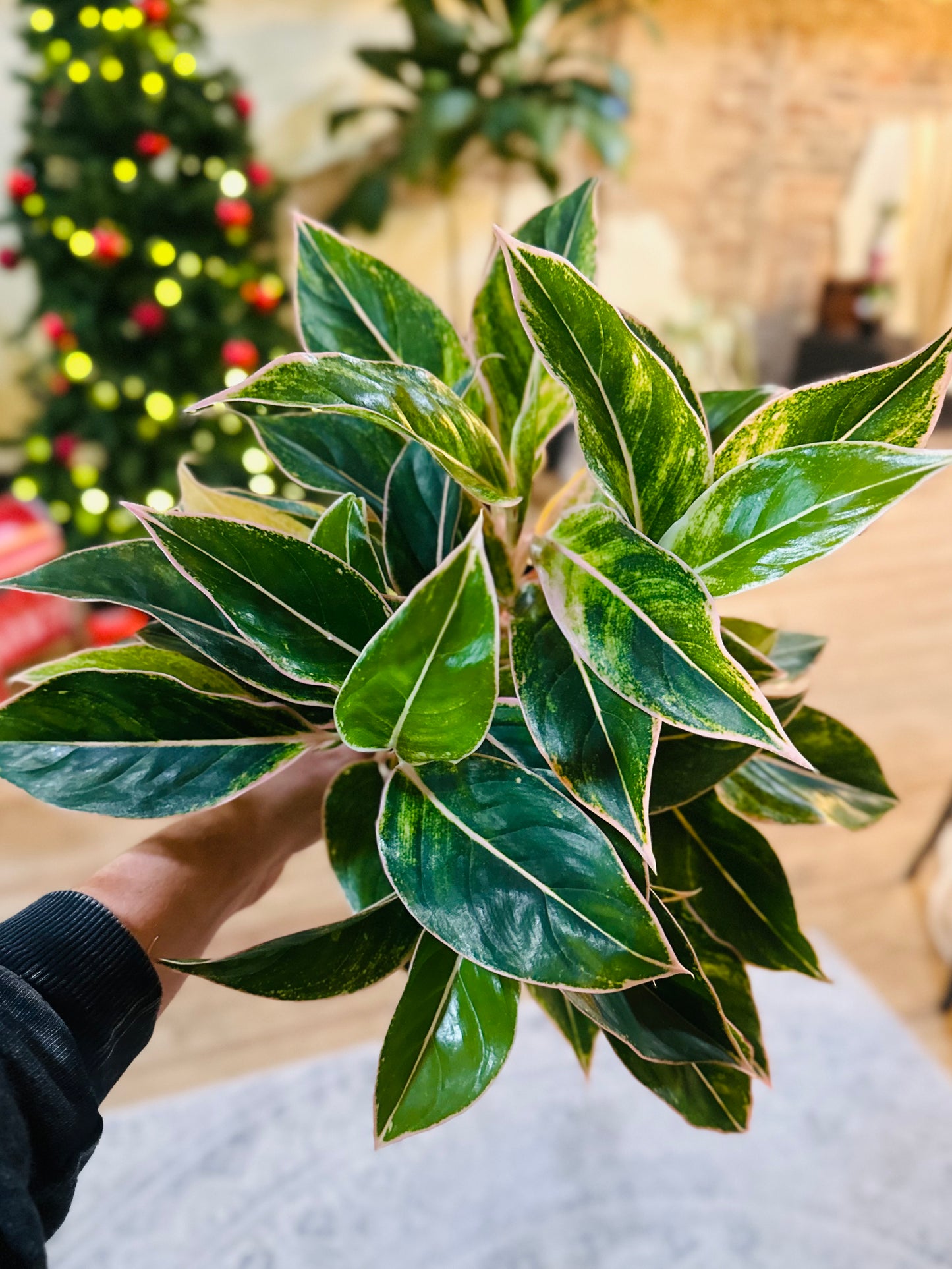 6" Aglaonema Siam Pink