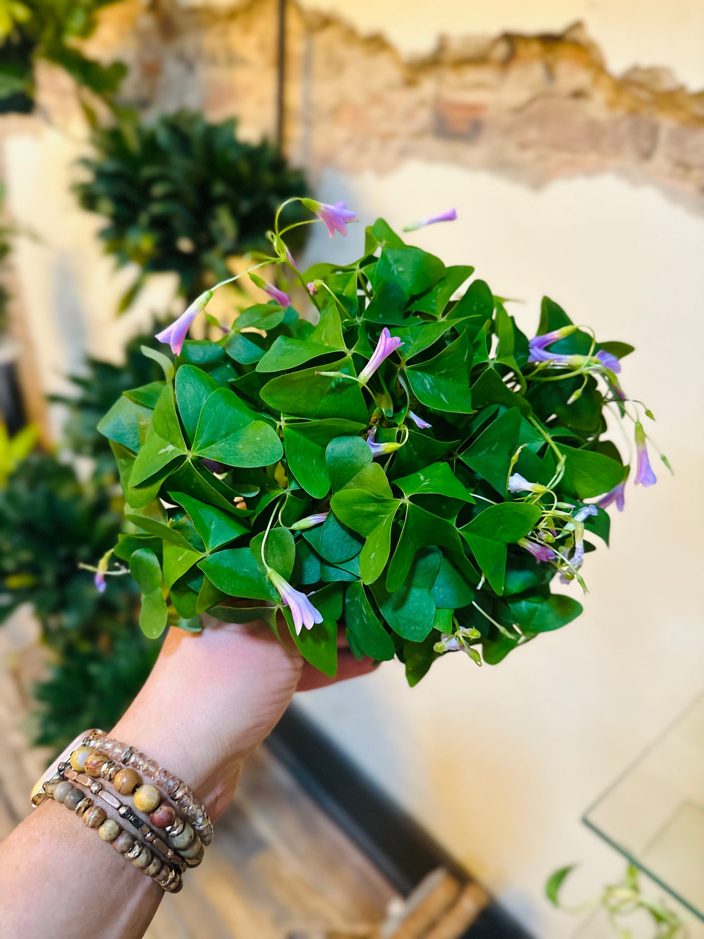 6" Oxalis Green