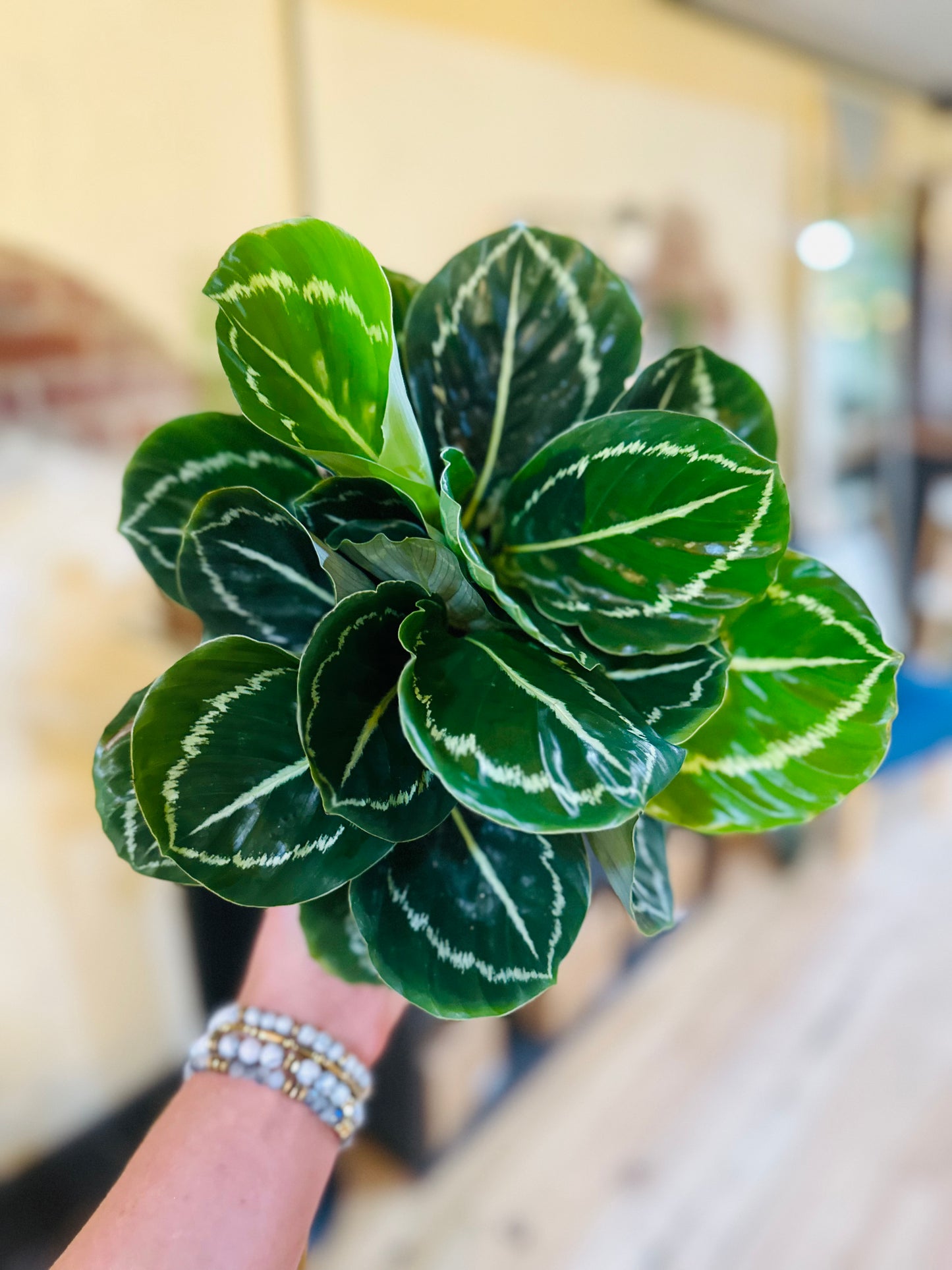 6" Calathea Green Beauty