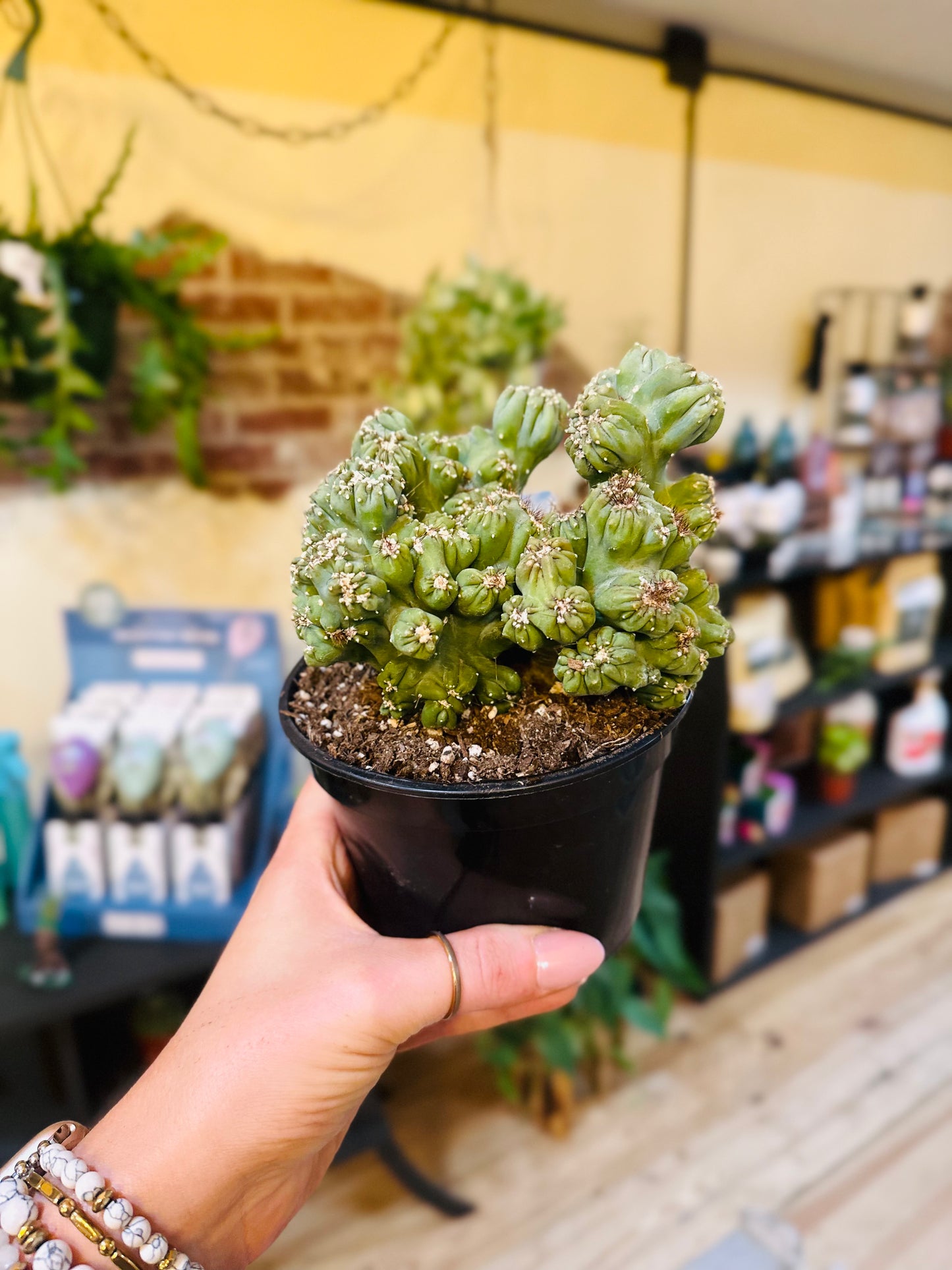 5" Cereus Forbessii Monstrose Cactus