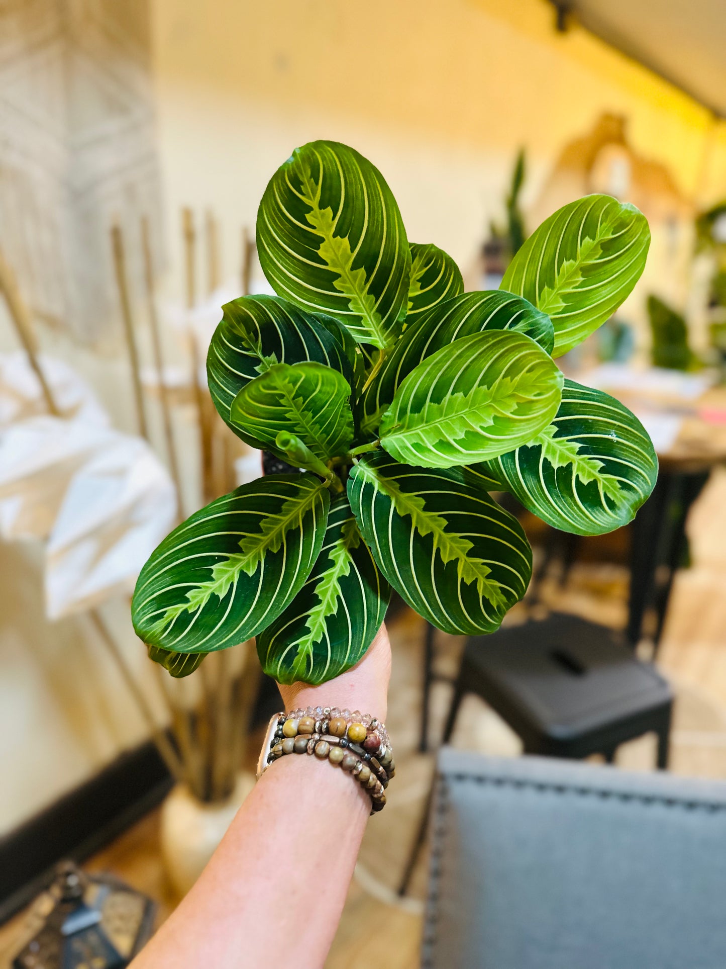 4" Maranta Lemon