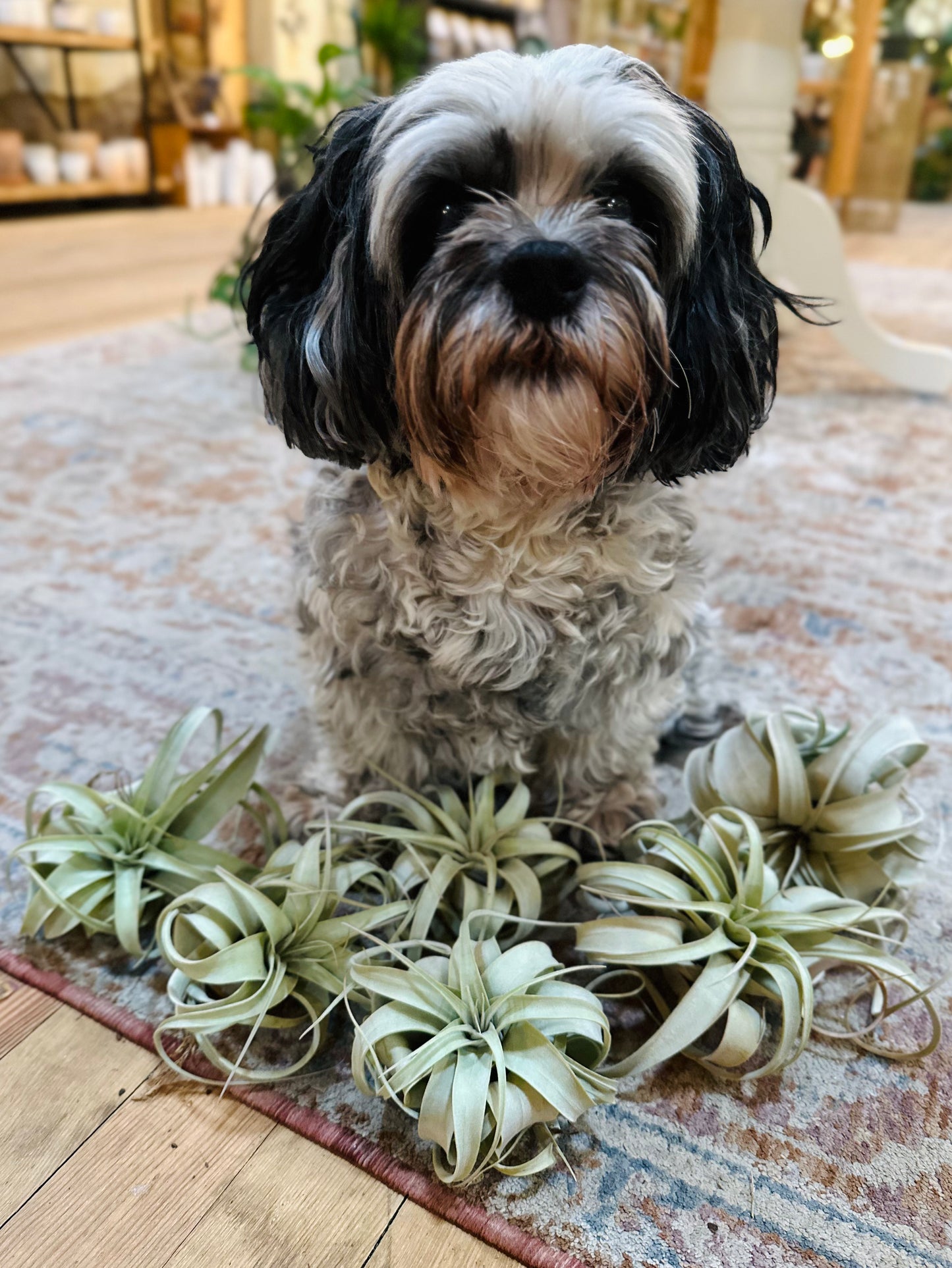 Xerographica