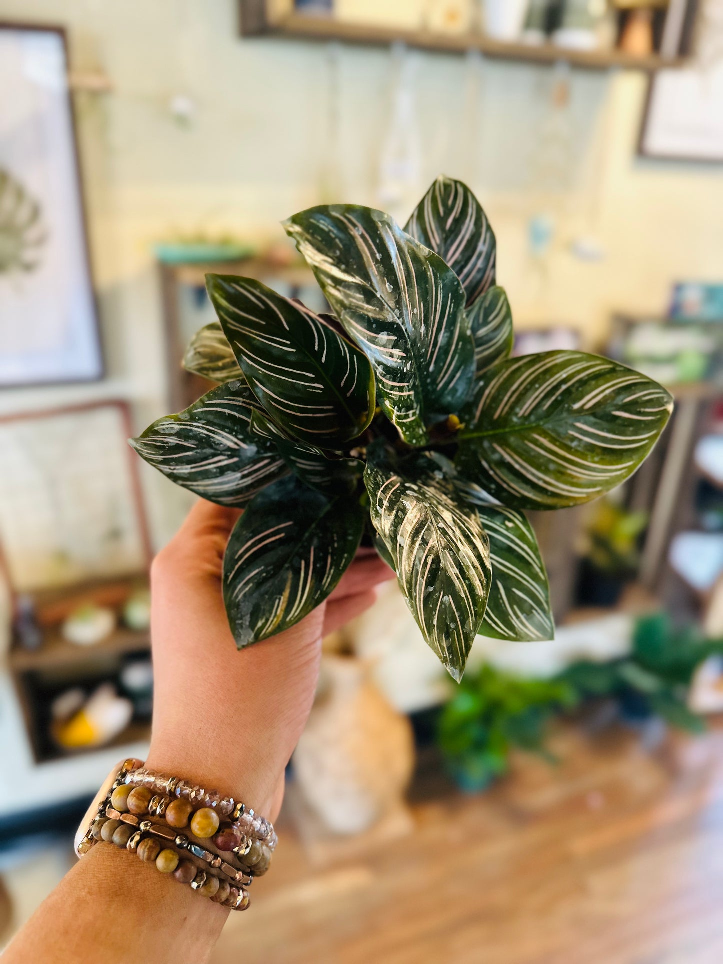 4" Calathea Ornata