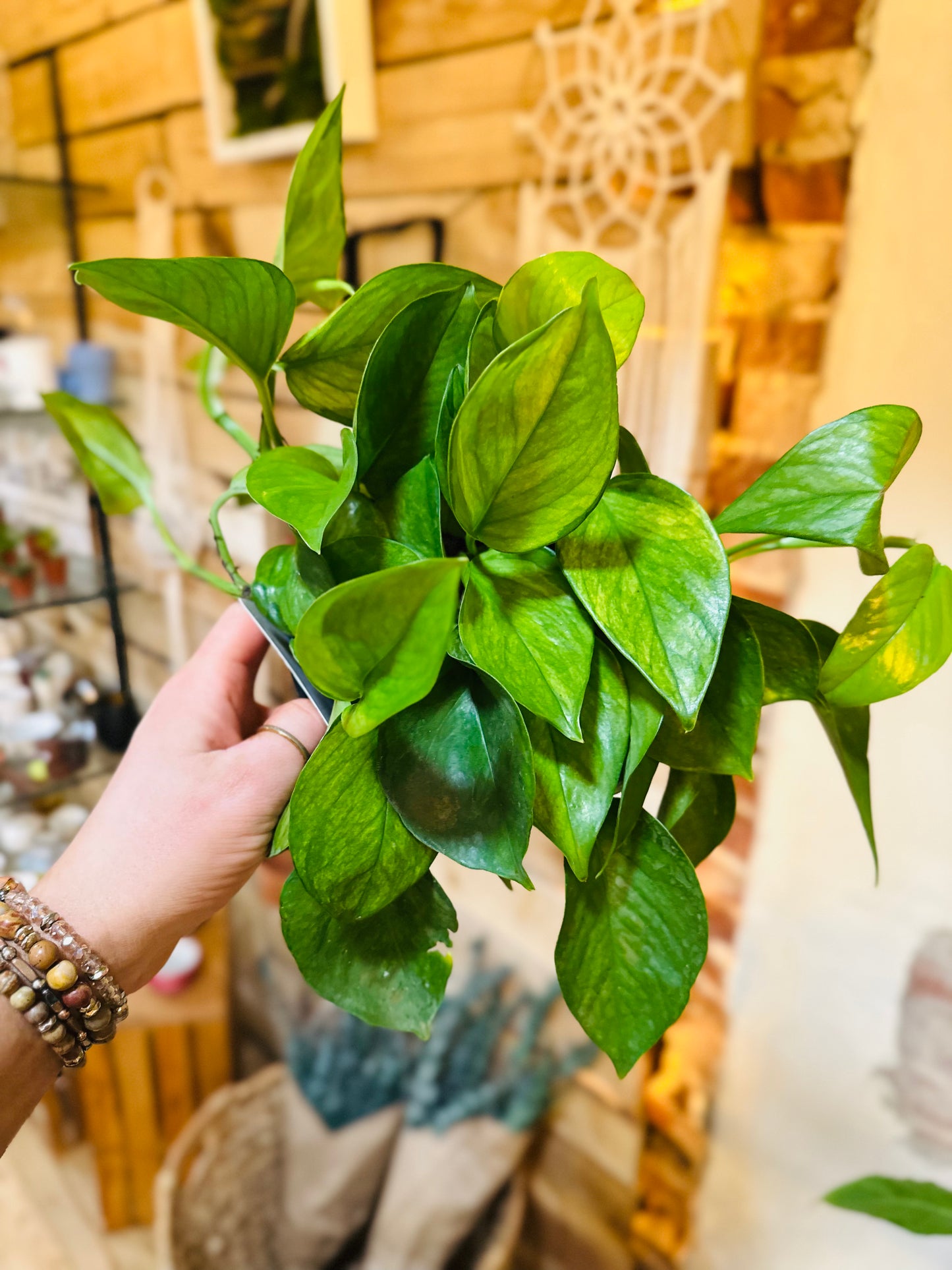 6" Lemon Top Pothos