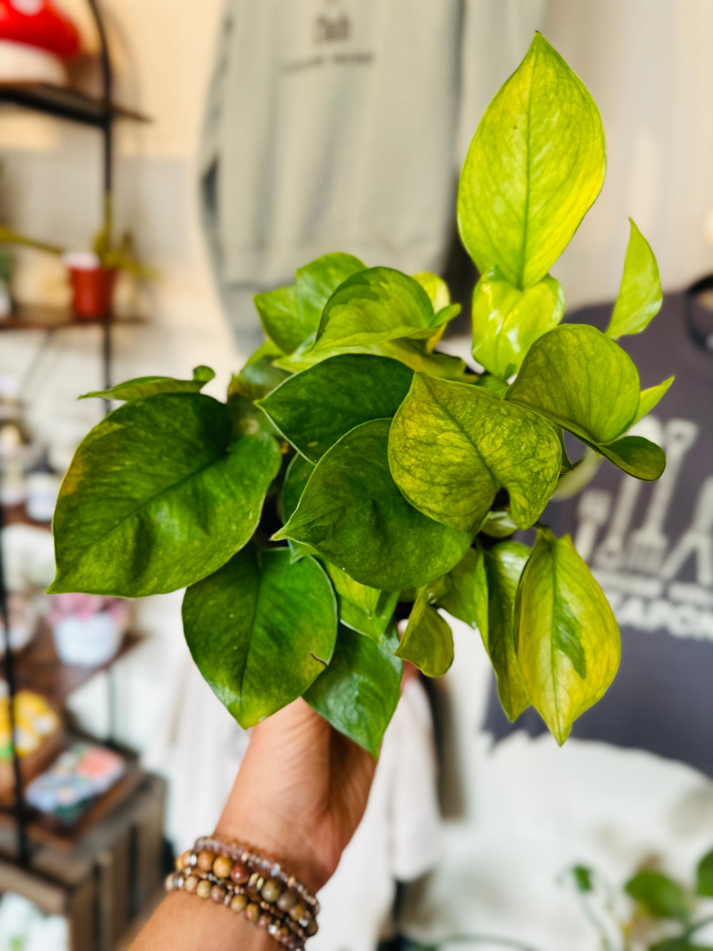 6" Lemon Top Pothos
