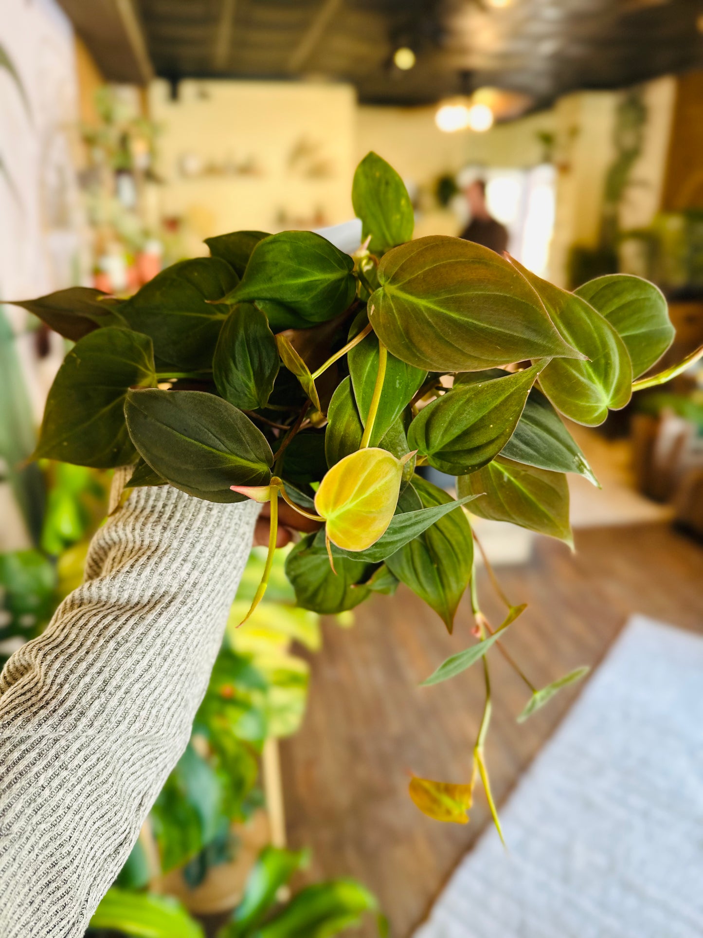 4" Philodendron Micans