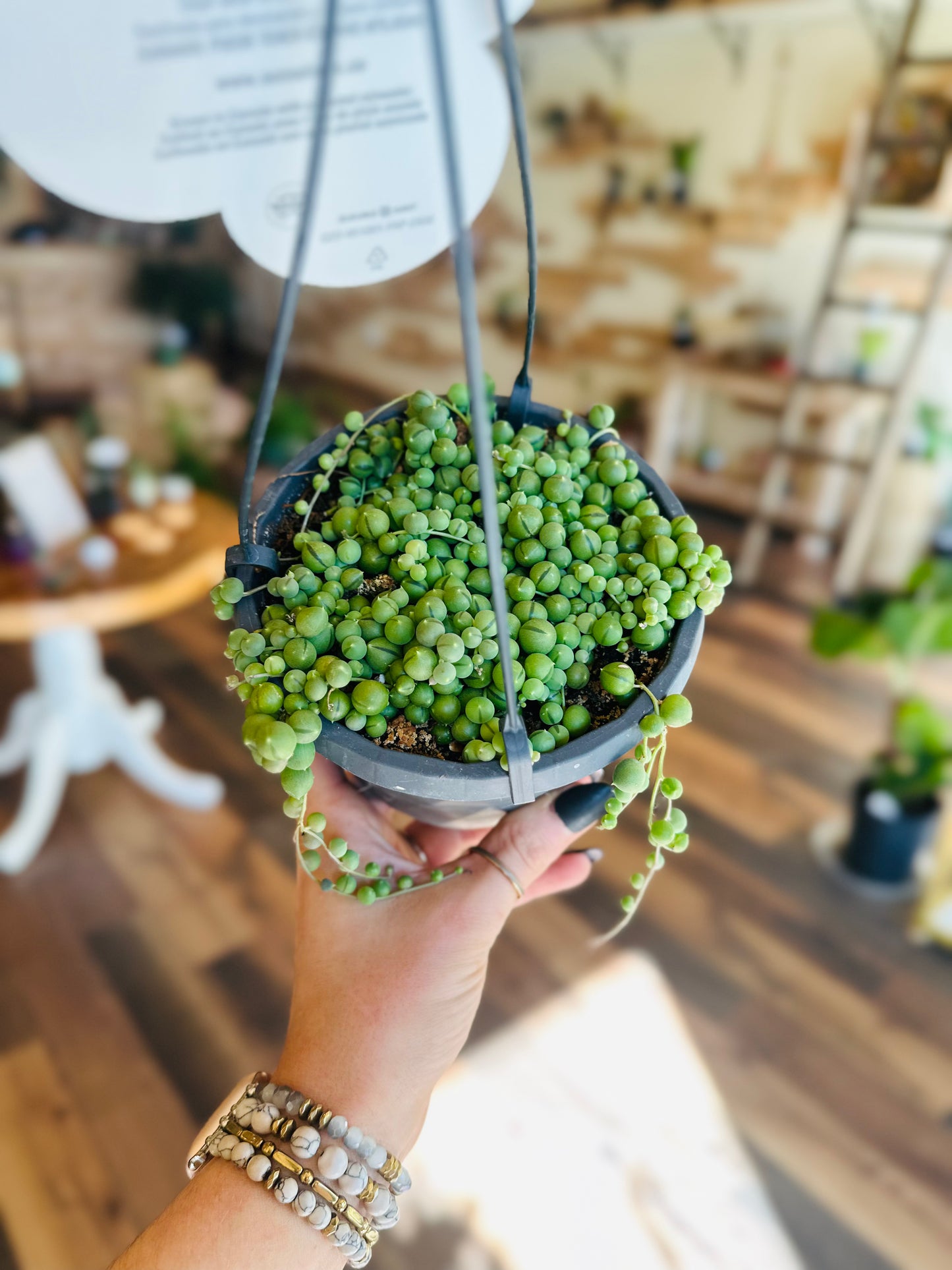 6" String of Pearls Basket