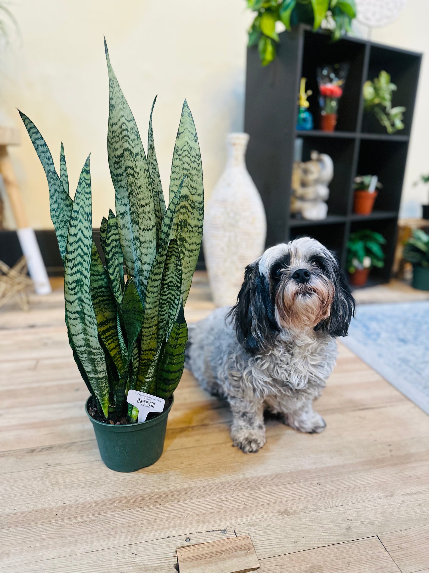 6" Zeylanica Snake Plant