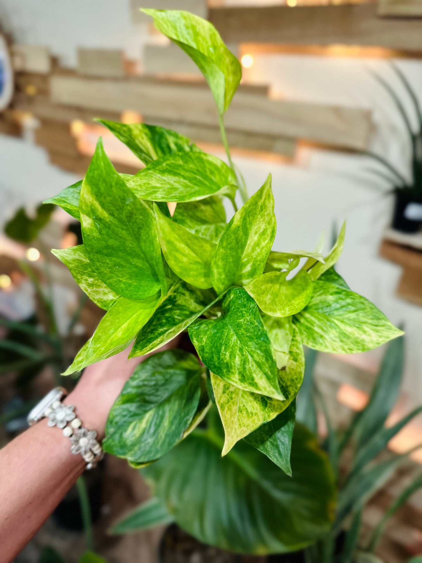 4" Neon Queen Pothos