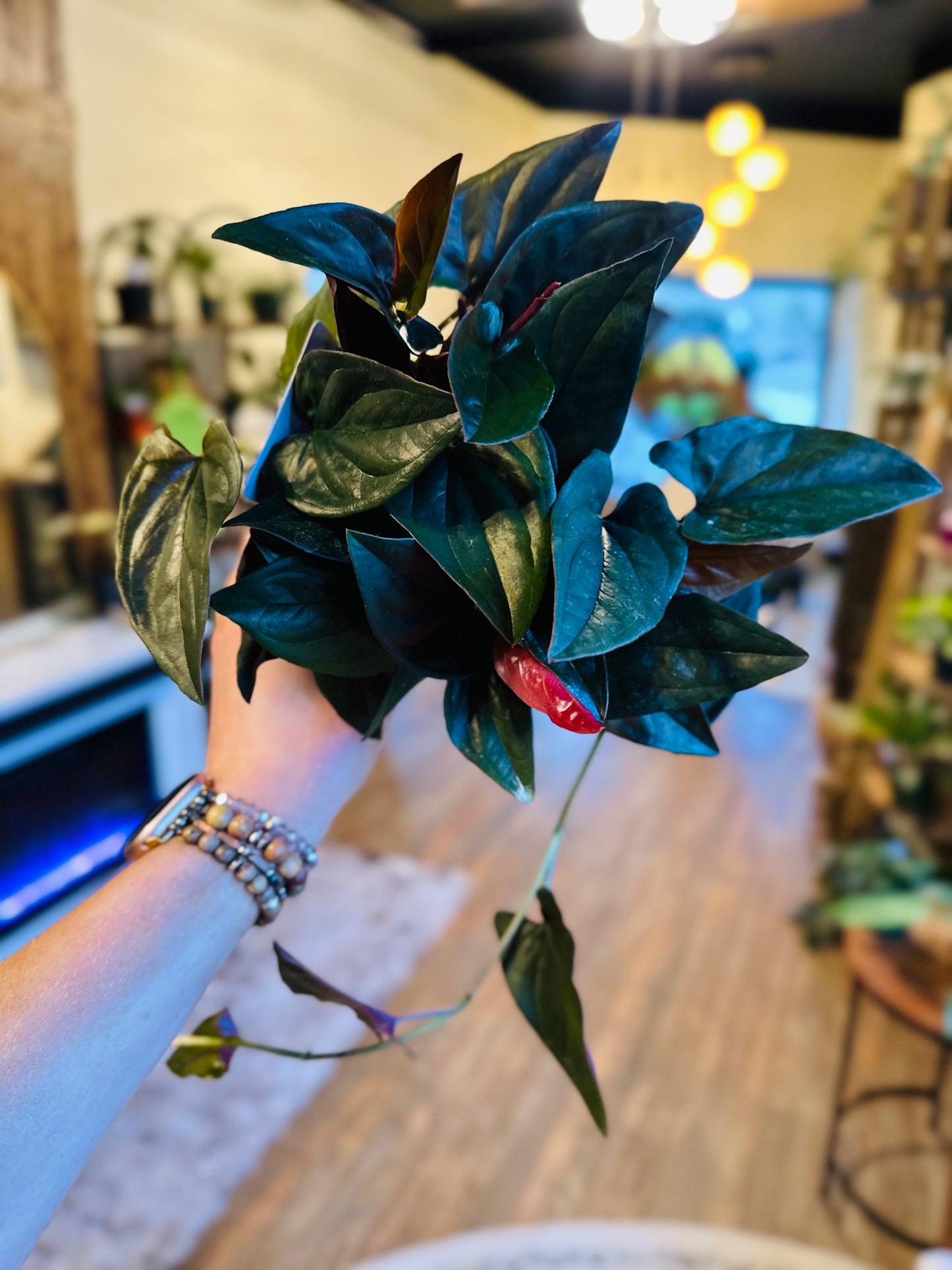 4" Syngonium Red Arrow