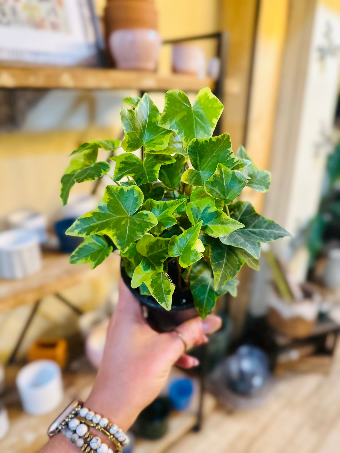 4" English Ivy Gold Variegated