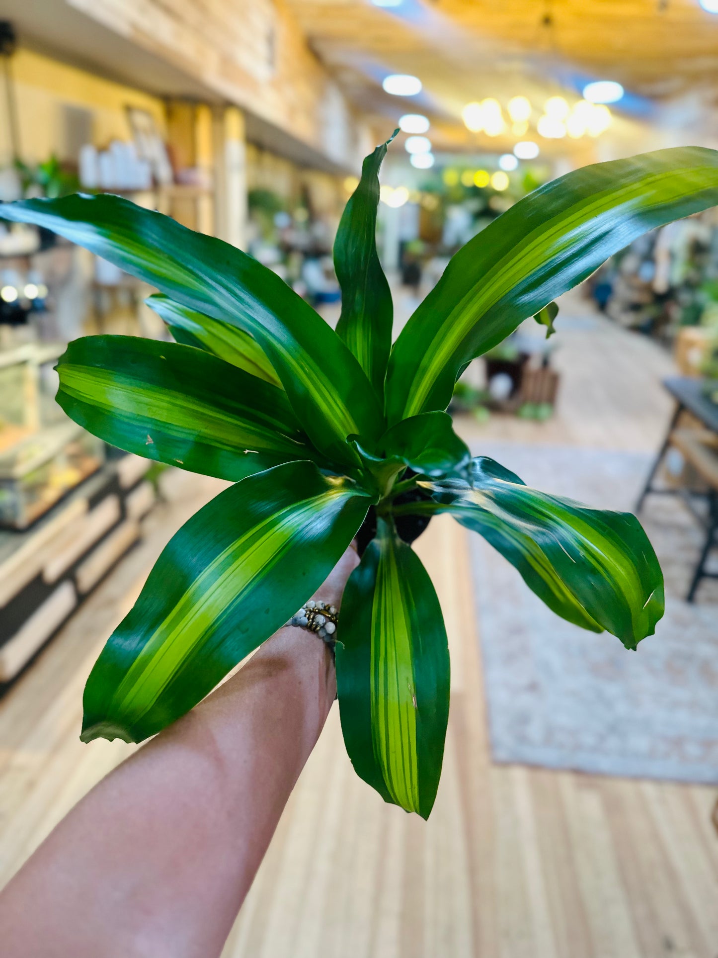 4" Dracaena Mass Cane