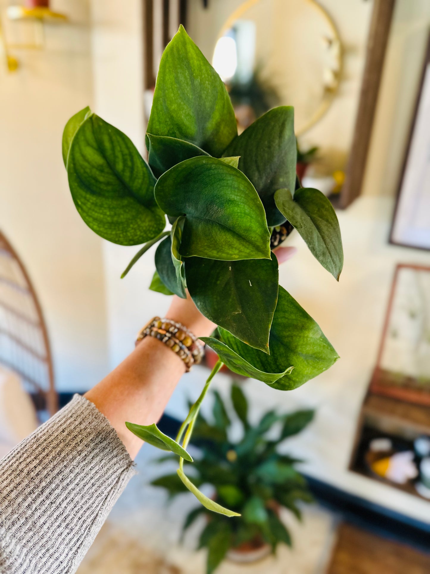 4" Scindapsus Jade Satin