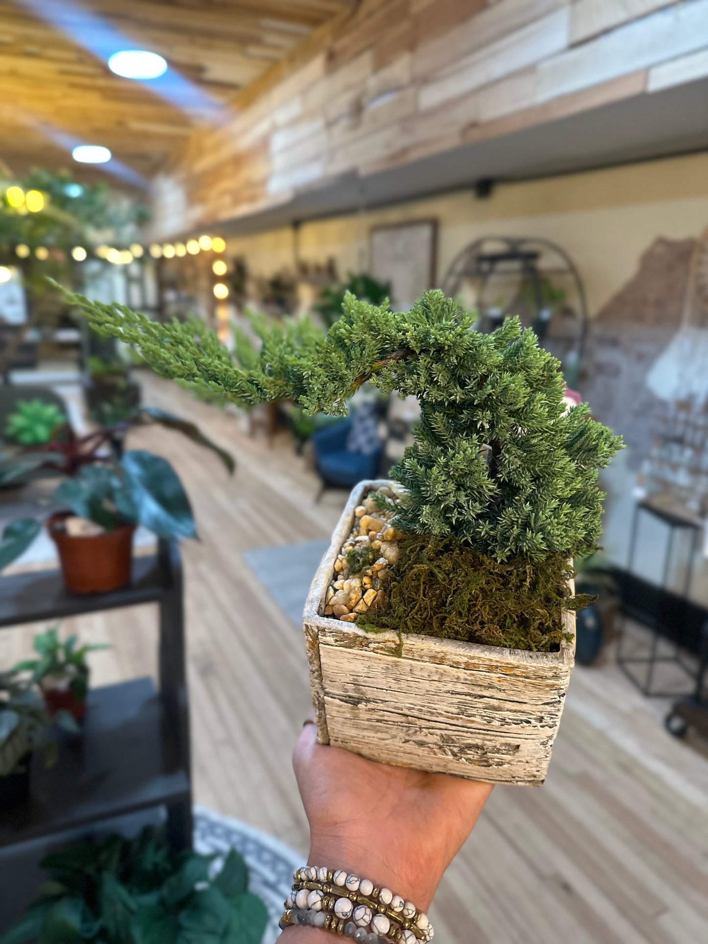 4.5" Bonsai Juniper