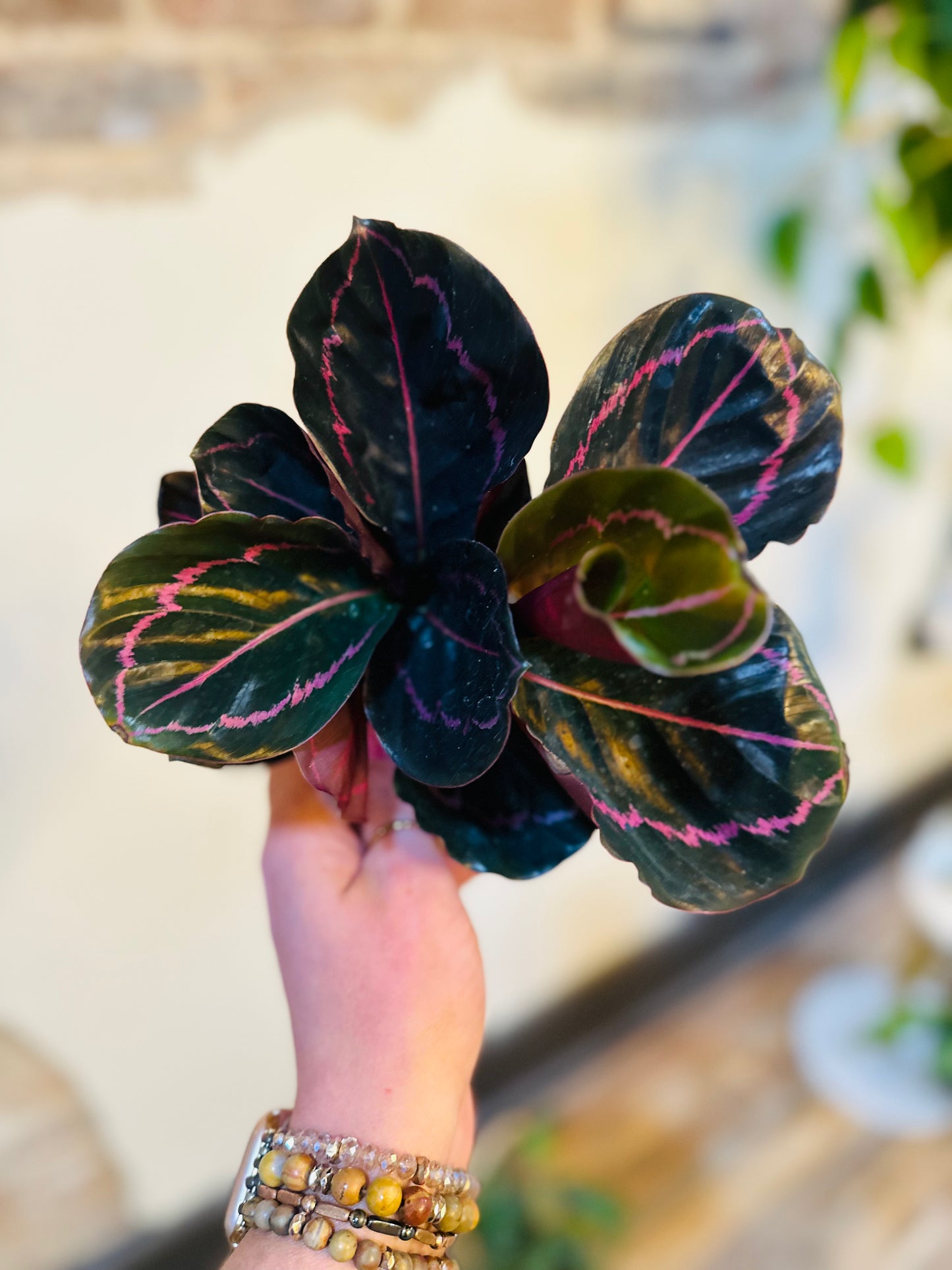4" Calathea Dottie